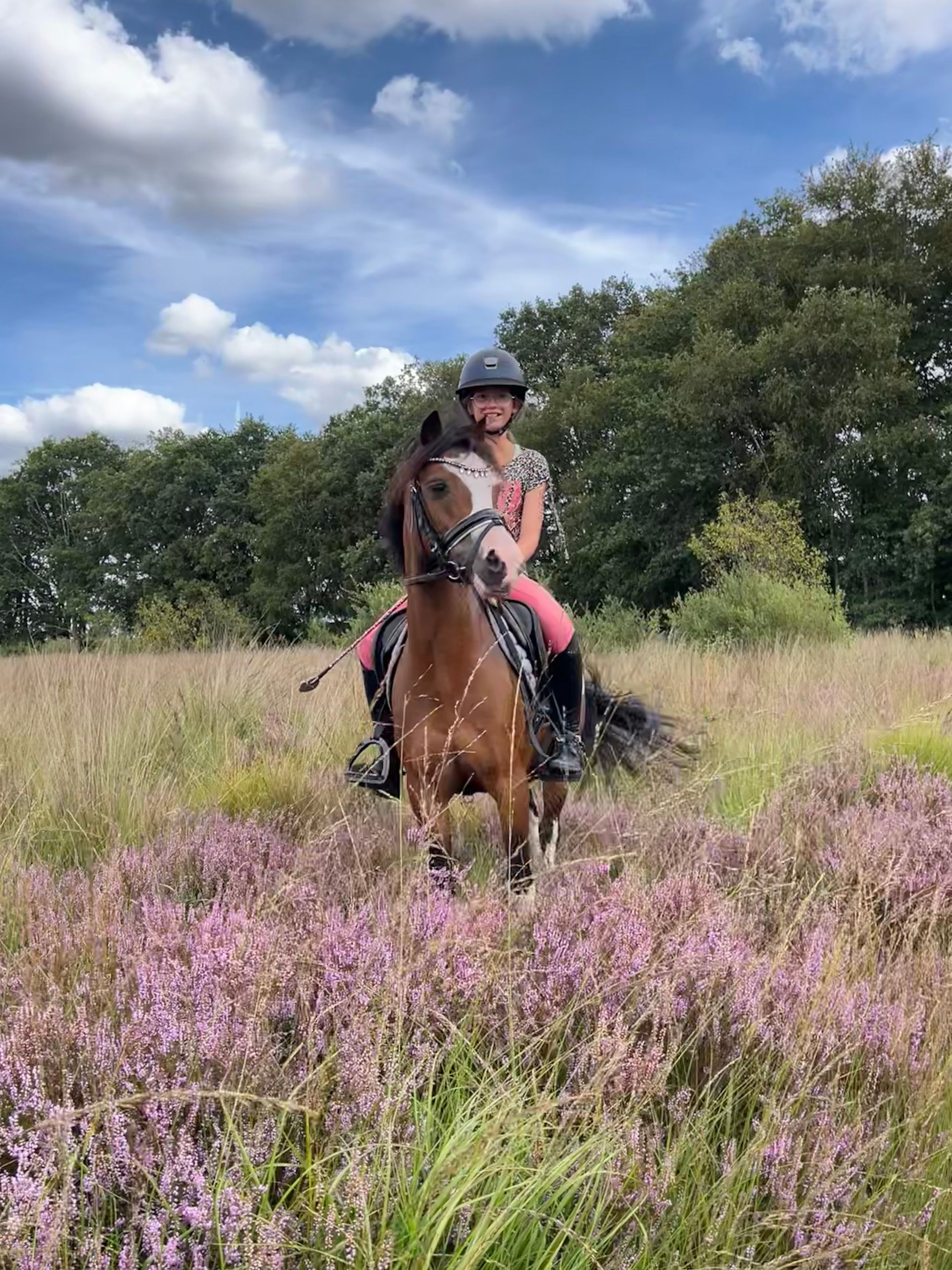 All-round 9-year-old super pretty B pony Welsh mare