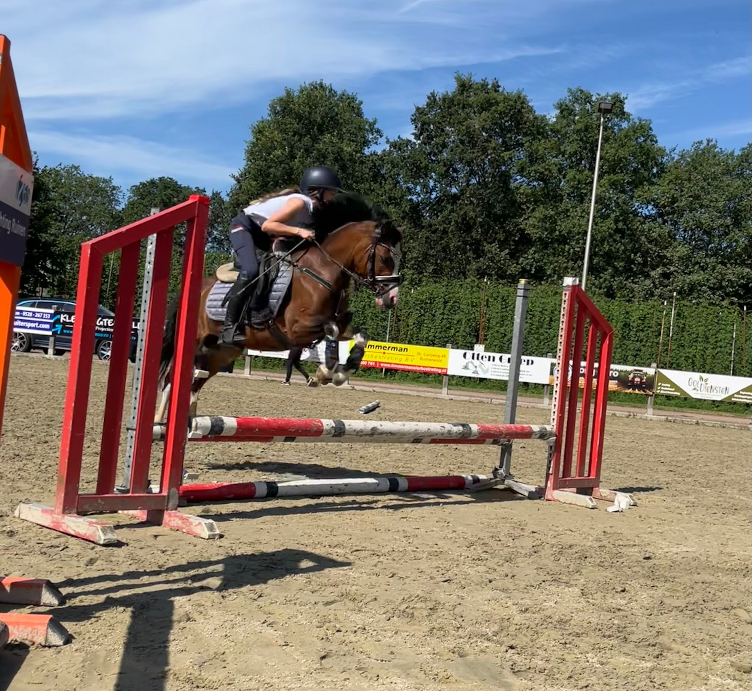 welsh allround-pony merrie 9 år bruin till salu - Foto 3