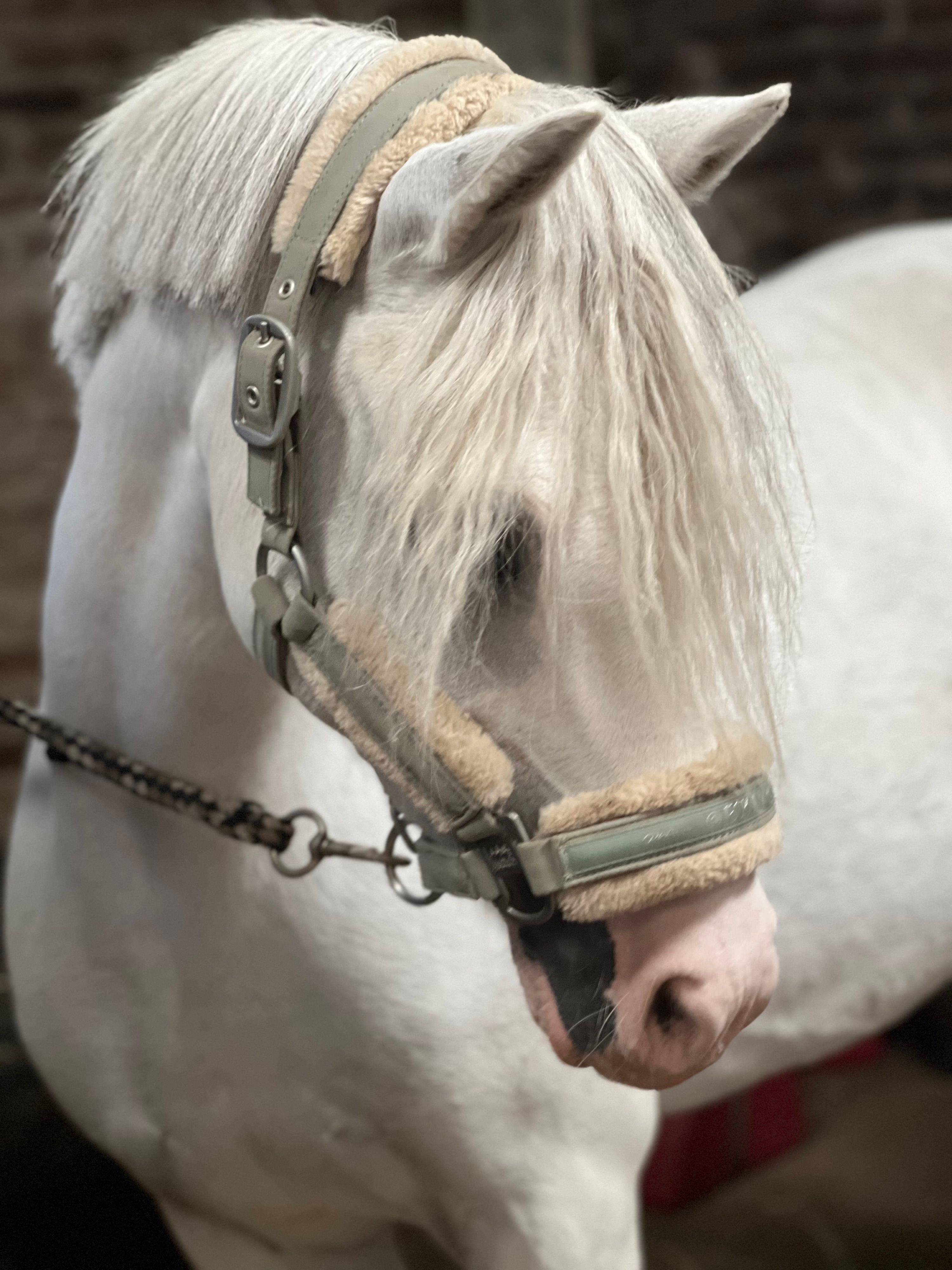 welsh allround-pony merrie 9 år schimmel till salu - Foto 3