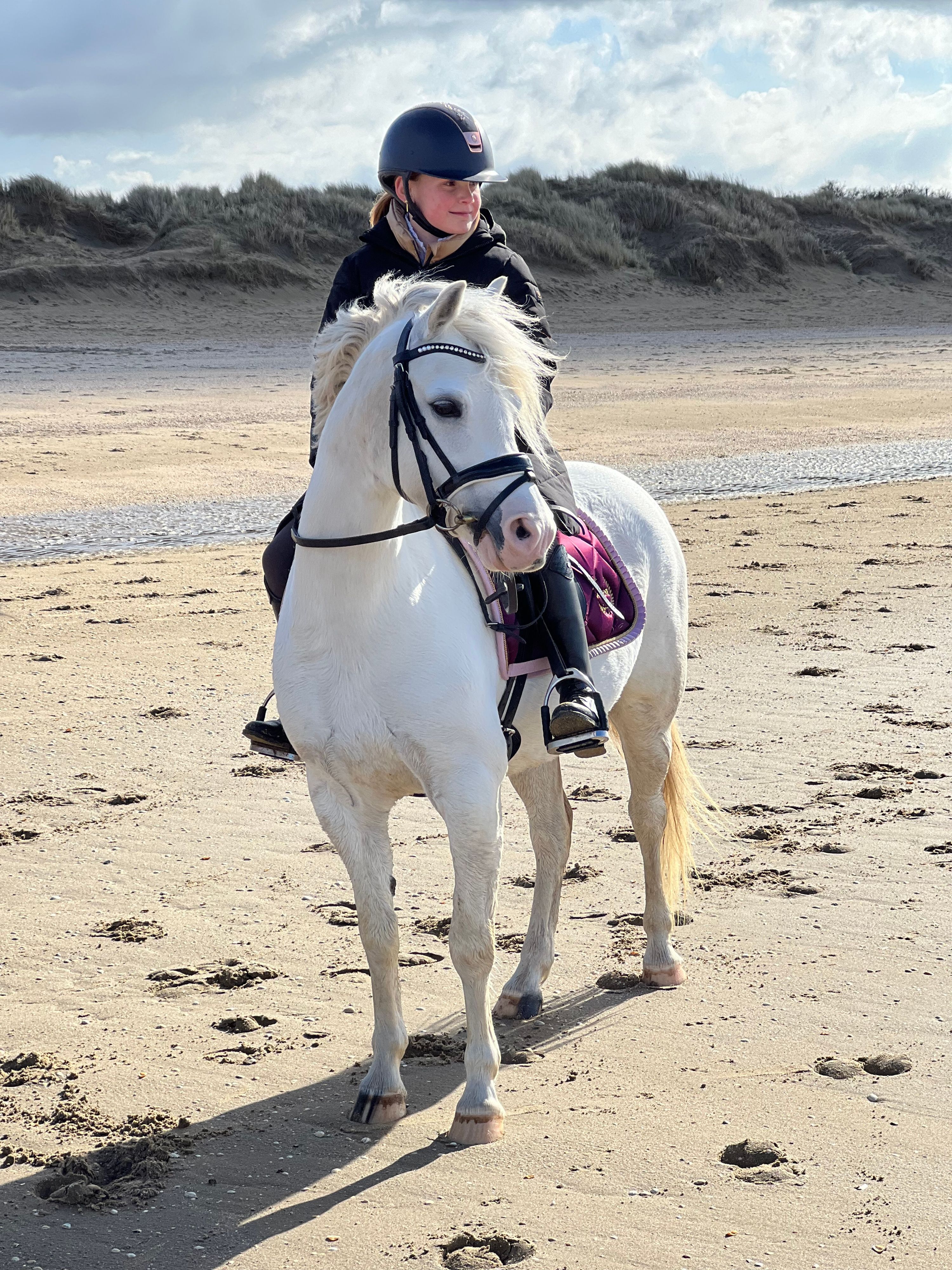 welsh allround-pony merrie 9 år schimmel till salu - Foto 2