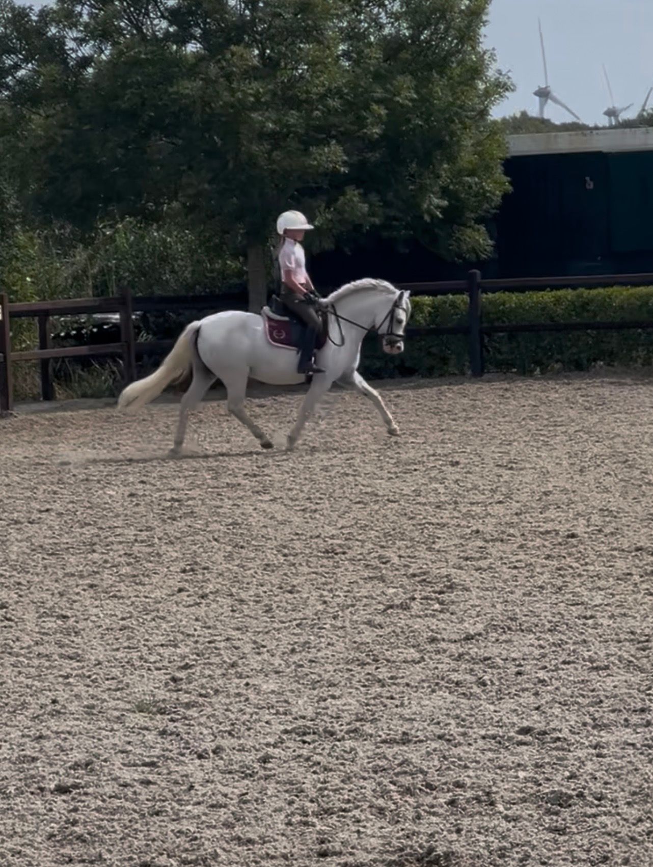 welsh allround-pony merrie 9 år schimmel till salu - Foto 5