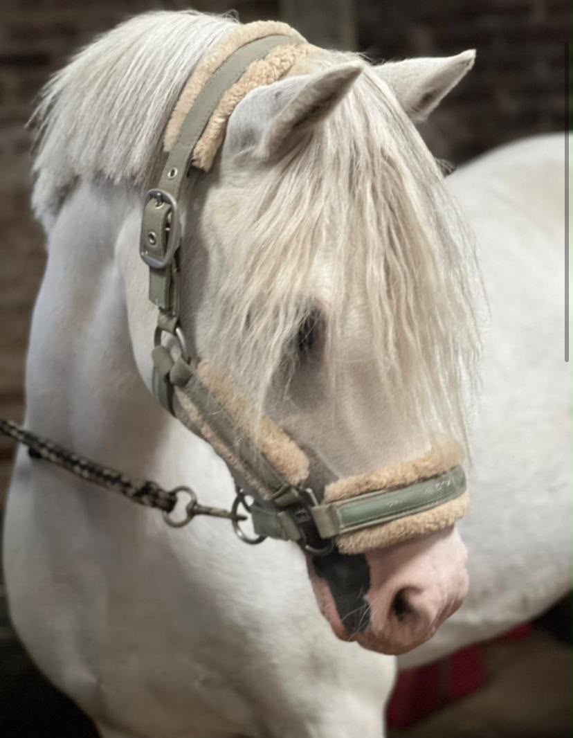 welsh allround-pony merrie 9 år schimmel till salu - Foto 6
