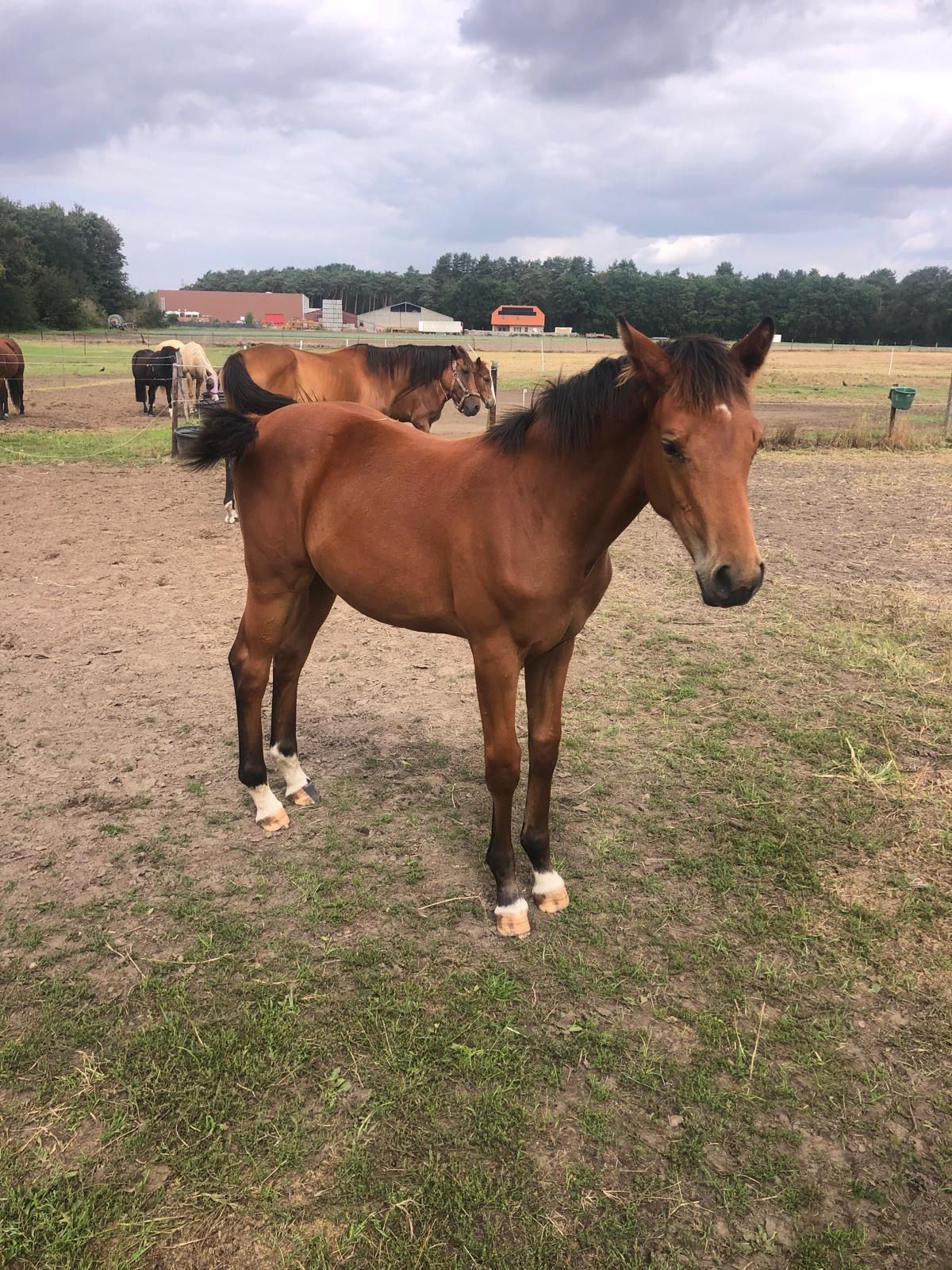 springpaard hengst 0 jaar vos te koop - Foto 2