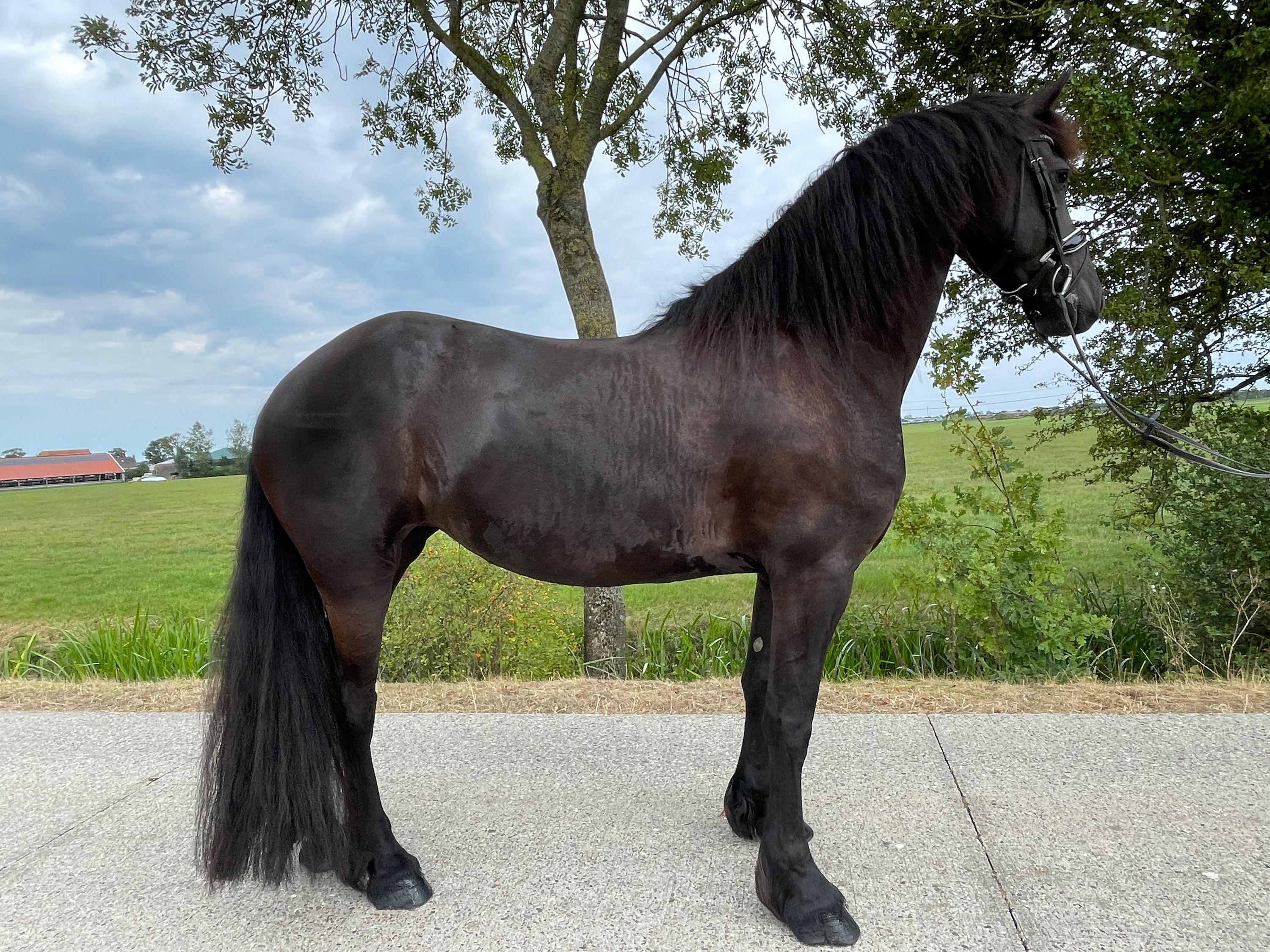 fries merrie 5 jaar zwart te koop - Foto 2