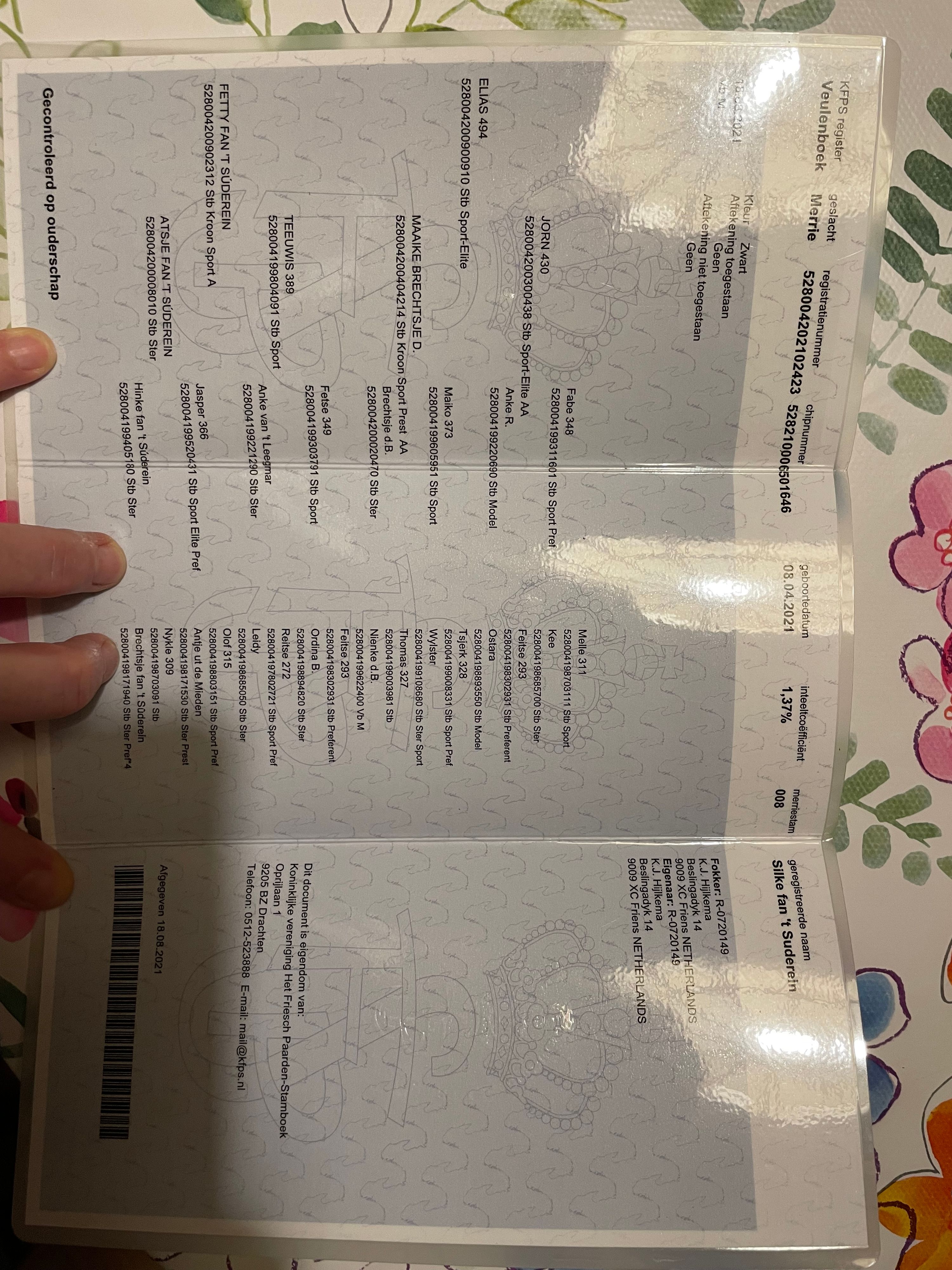 fries merrie 5 jaar zwart te koop - Foto 4
