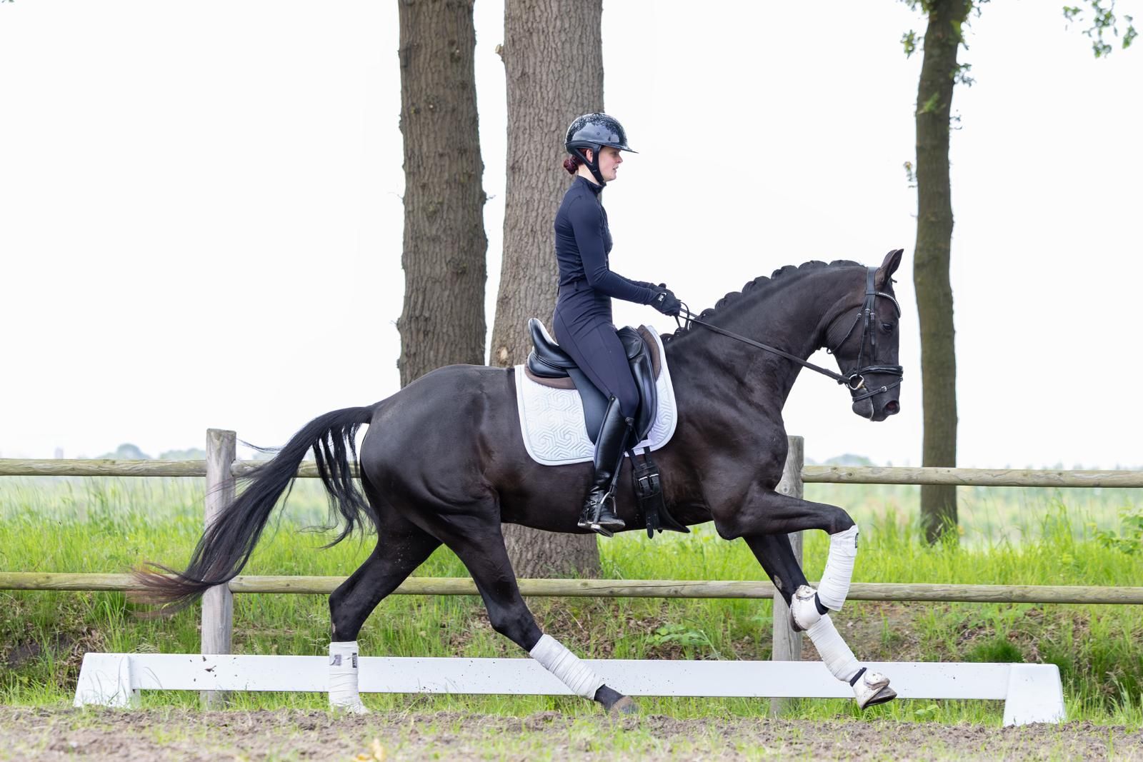 Talentfuld 4-årig dressurvallak