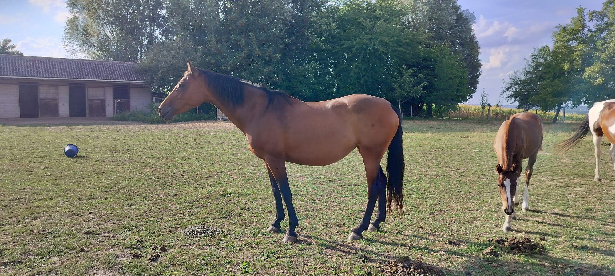 bwp springpaard merrie 13 years old bruin for sale - Photo 3