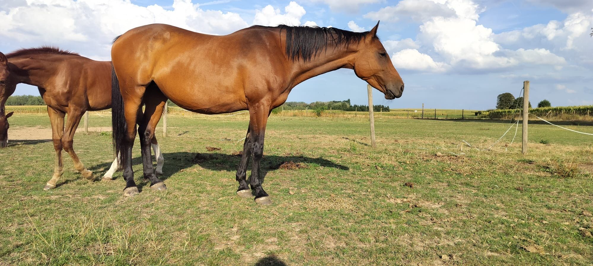bwp springpaard merrie 13 years old bruin for sale - Photo 2