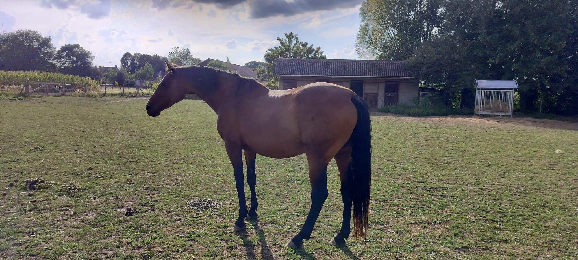 bwp springpaard merrie 13 years old bruin for sale - Photo 4