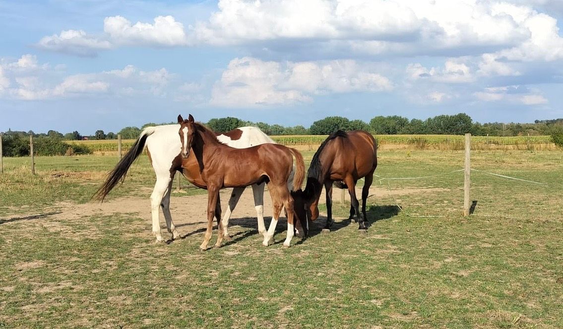 bwp springpaard merrie 13 years old bruin for sale - Photo 5