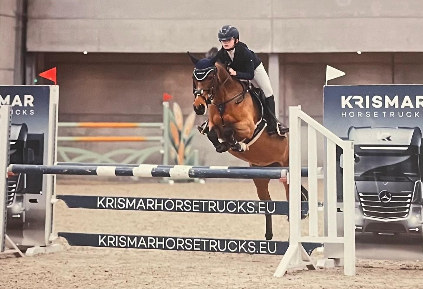 springpony merrie 10 years old bruin for sale - Photo 2