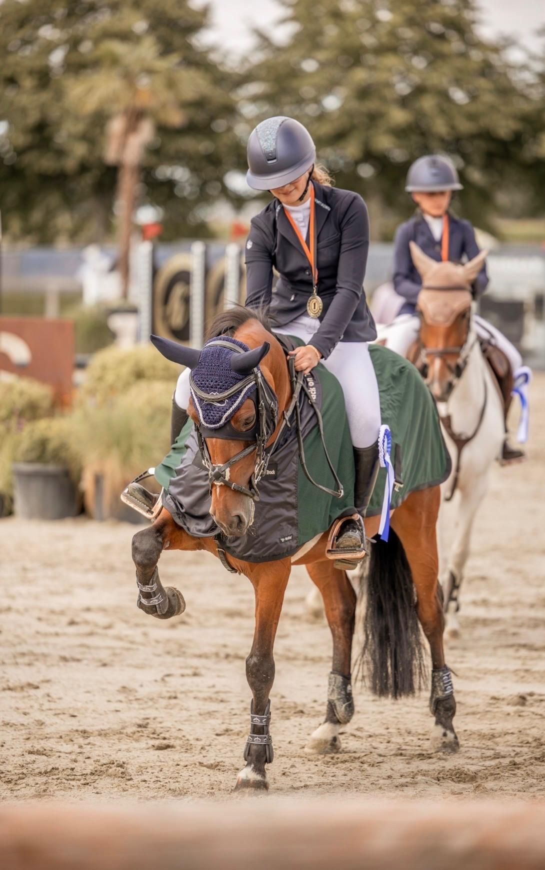 springpony merrie 10 years old bruin for sale - Photo 4