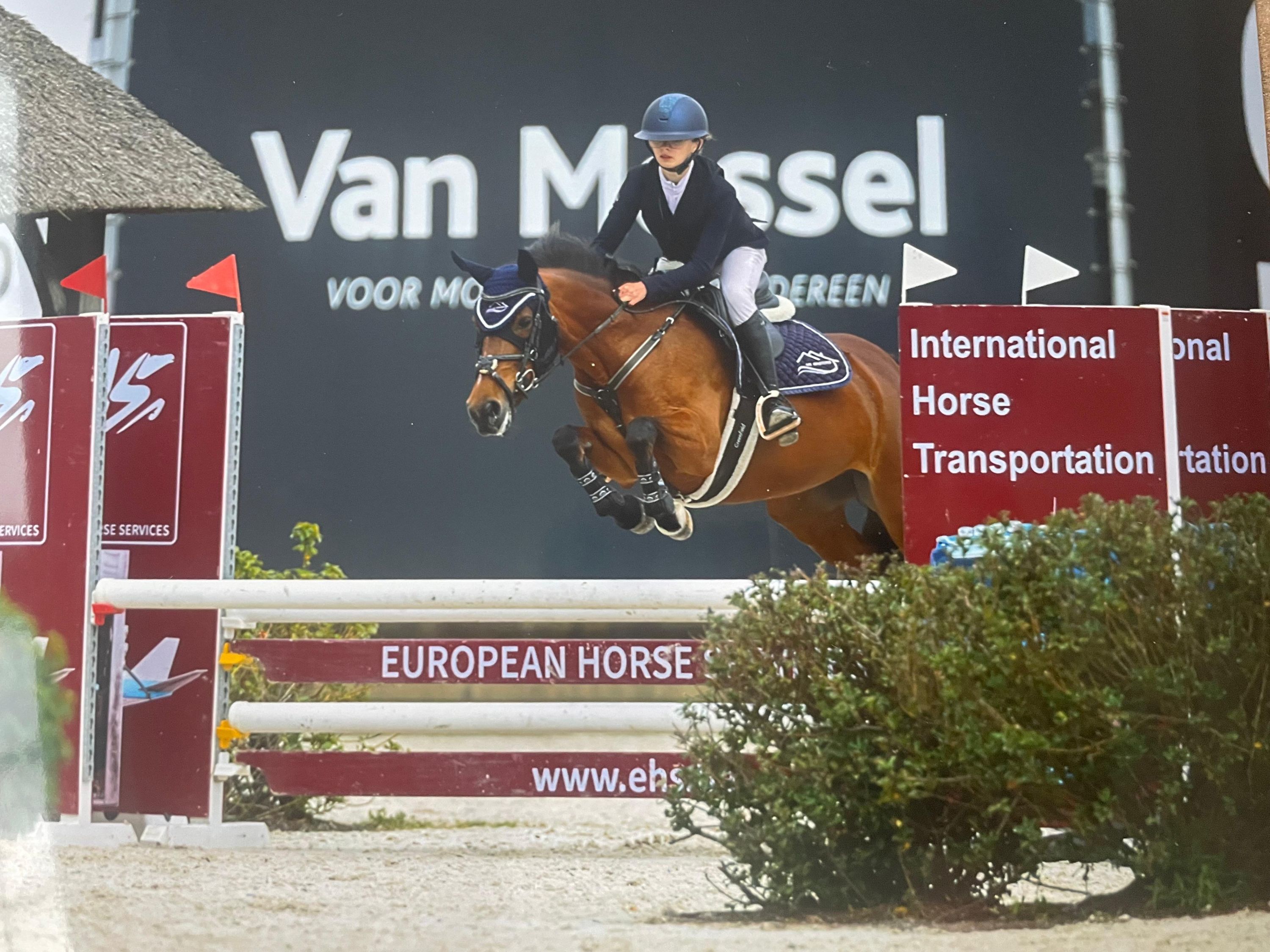 springpony merrie 10 years old bruin for sale - Photo 5