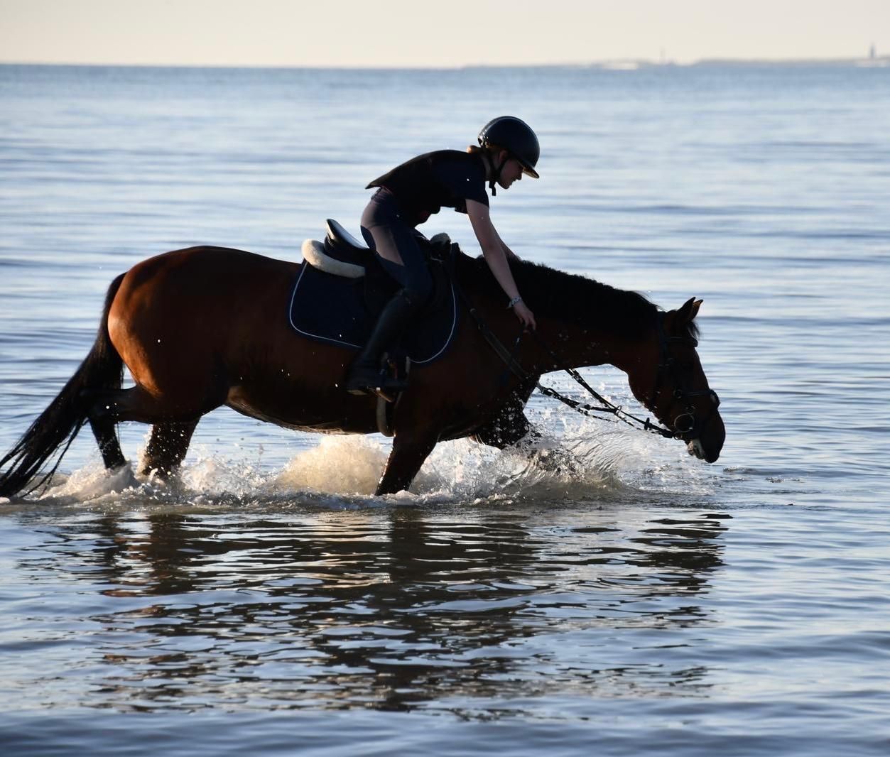 springpony merrie 10 years old bruin for sale - Photo 6