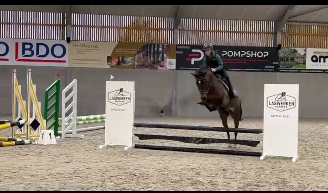 Poney D brave à vendre