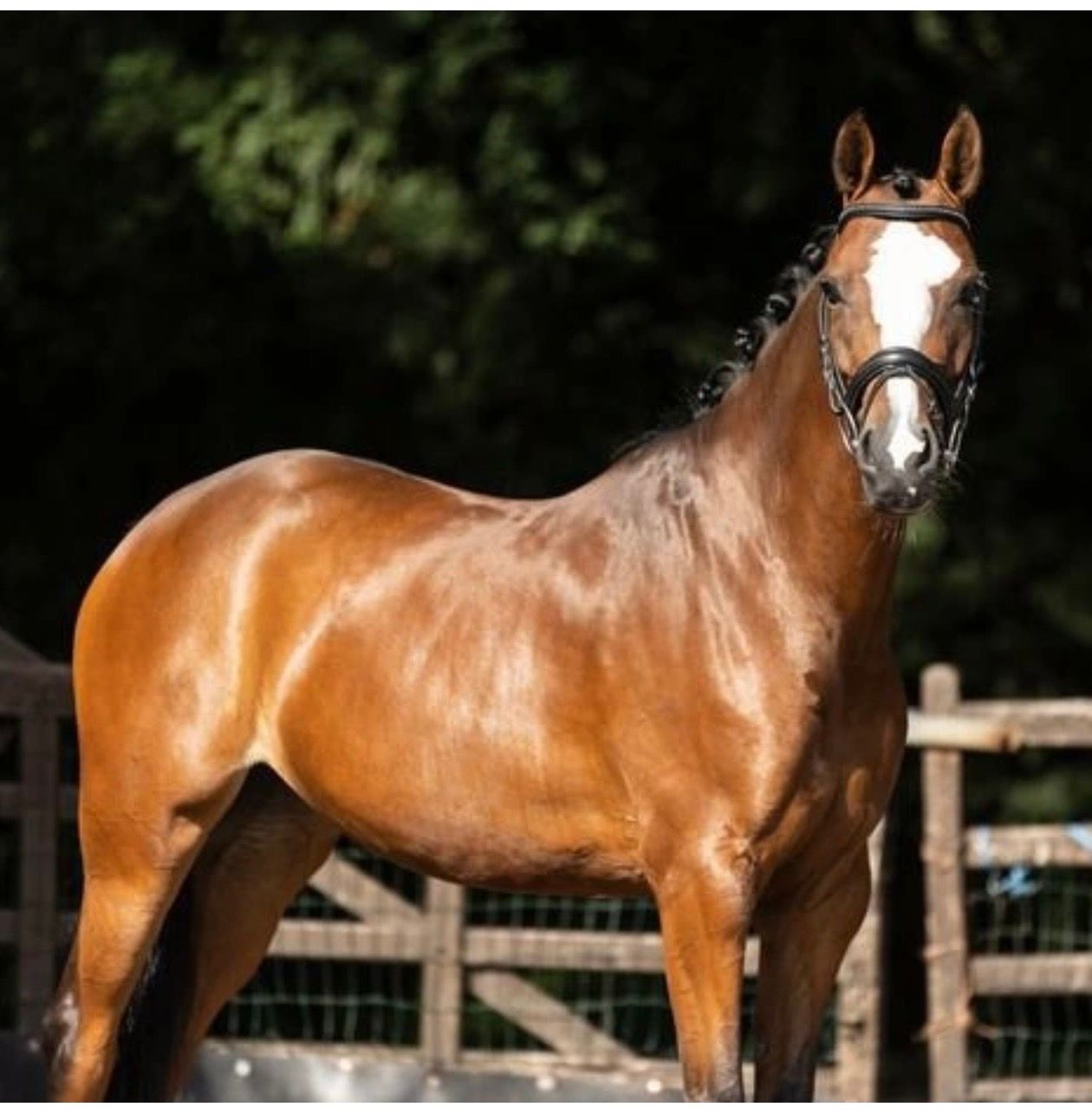 nrps allround-pony merrie 8 years old bruin for sale - Photo 2