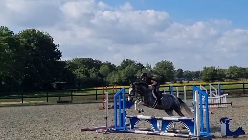 hunting-pony ruin 5 Jahre alt andere-kleur zu verkaufen - Foto 5