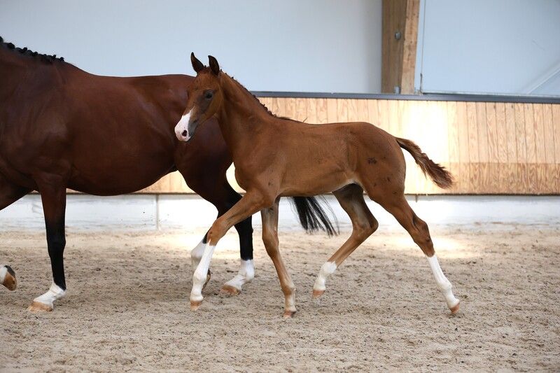 kwpn dressuurpaard hengst 0 Jahre alt vos zu verkaufen - Hauptfoto
