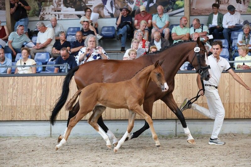 kwpn dressuurpaard hengst 0 Jahre alt vos zu verkaufen - Foto 3