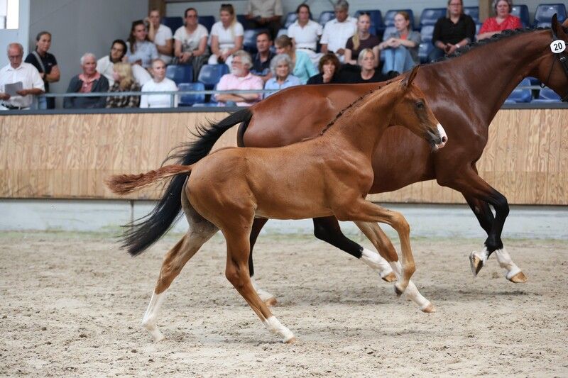 kwpn dressuurpaard hengst 0 Jahre alt vos zu verkaufen - Foto 2