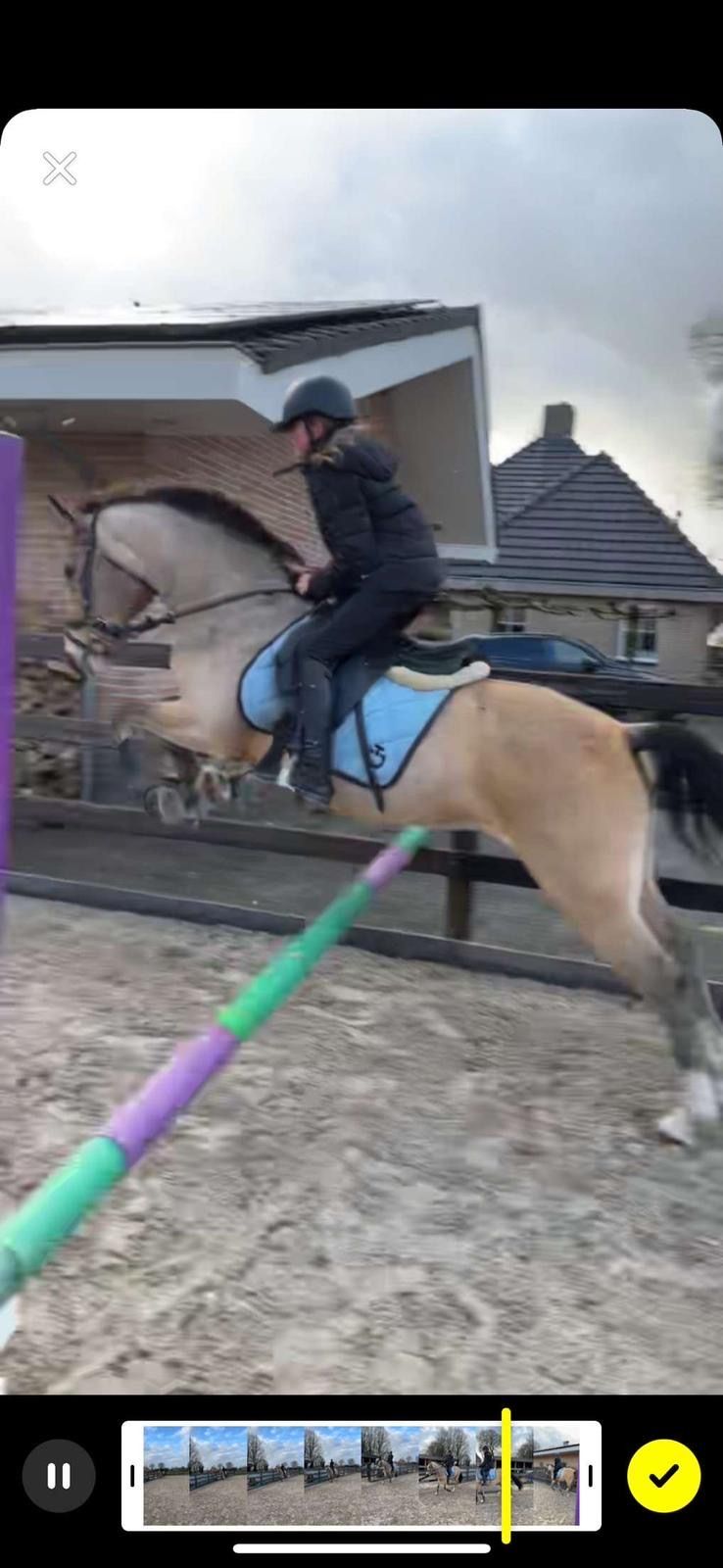 new-forest allround-pony merrie 13 jaar andere-kleur te koop - Foto 3