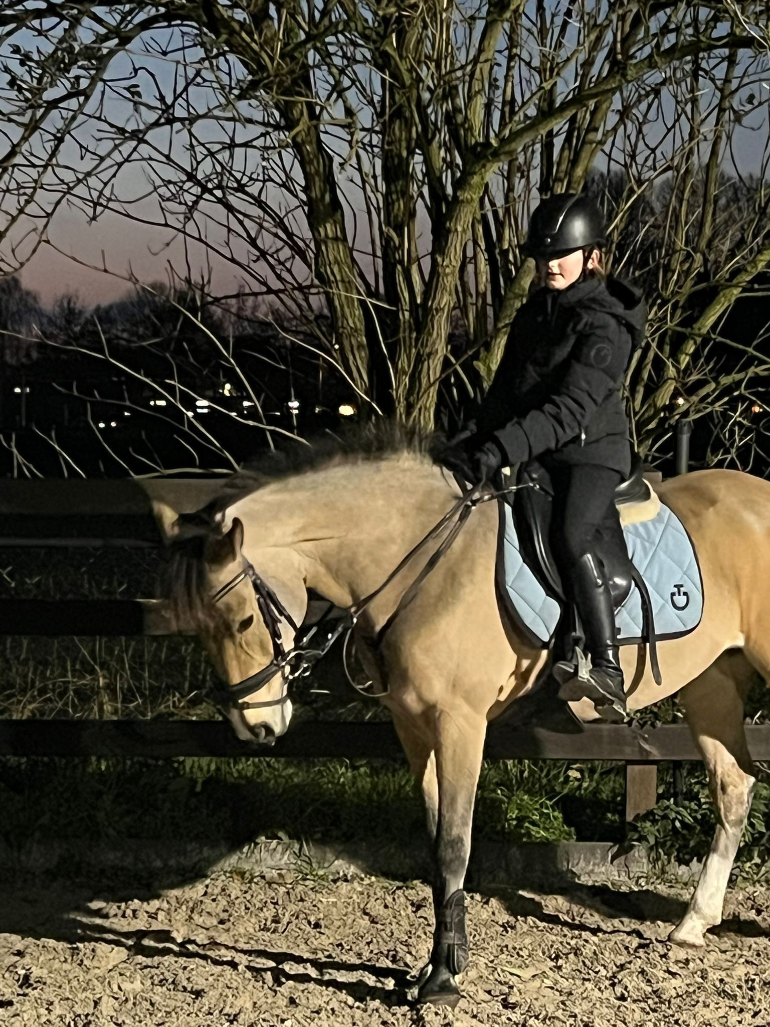 new-forest allround-pony merrie 13 jaar andere-kleur te koop - Foto 4