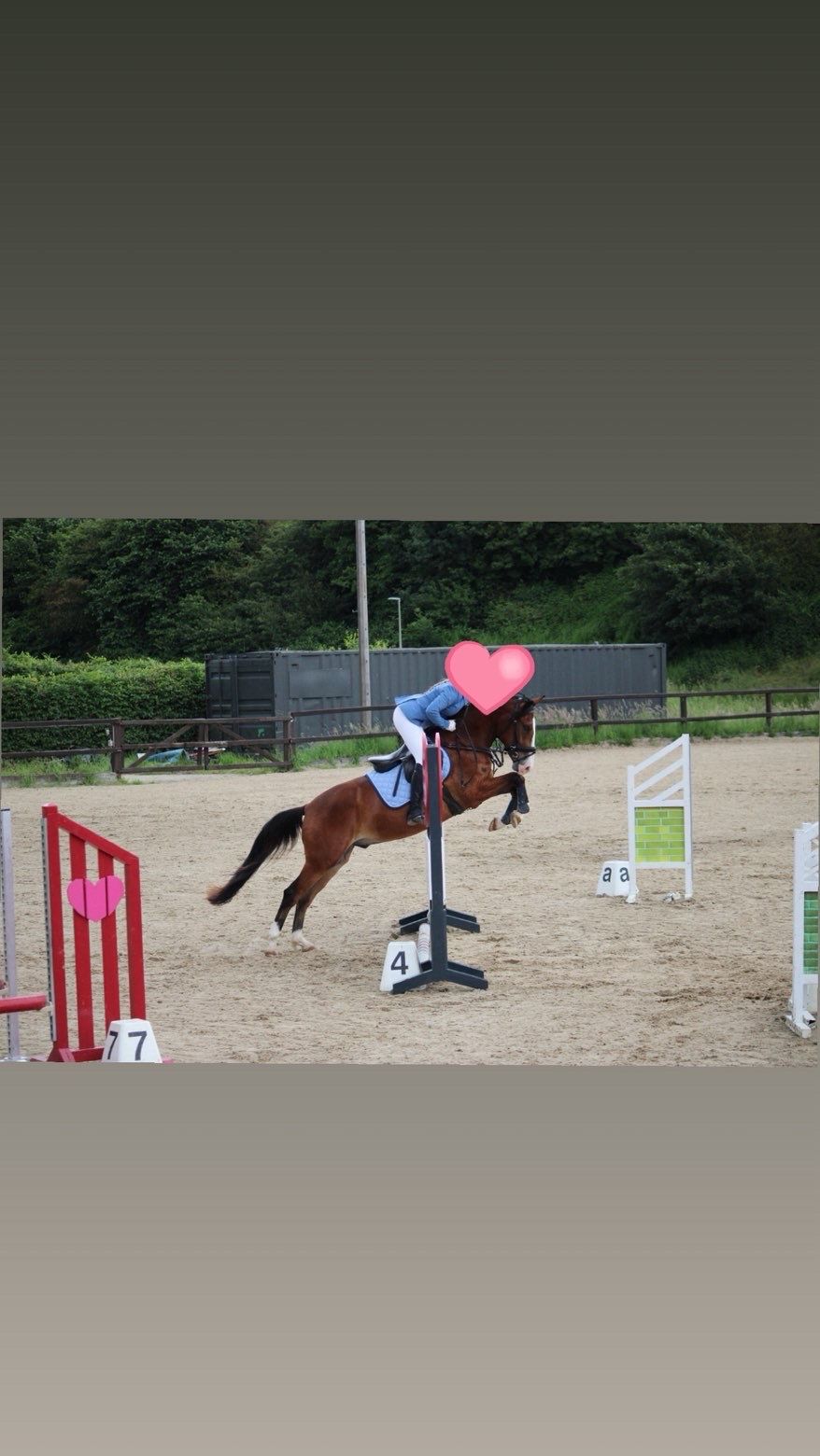 ander springpony ruin 3 jaar bruin te koop - Foto 4