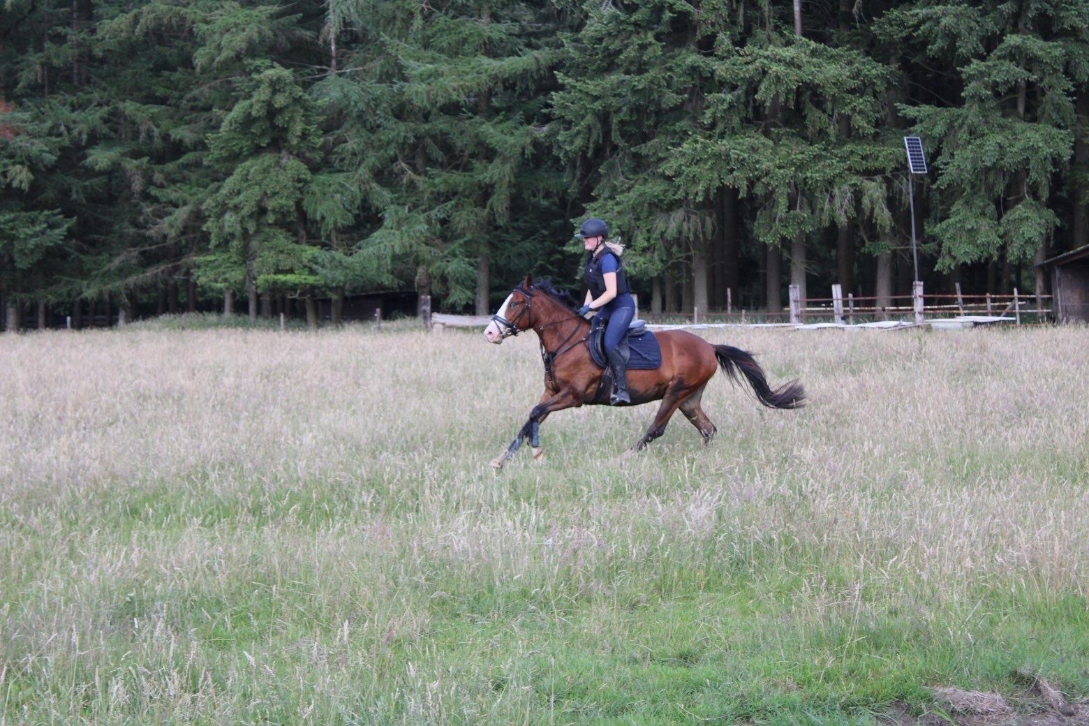ander springpony ruin 3 jaar bruin te koop - Foto 5