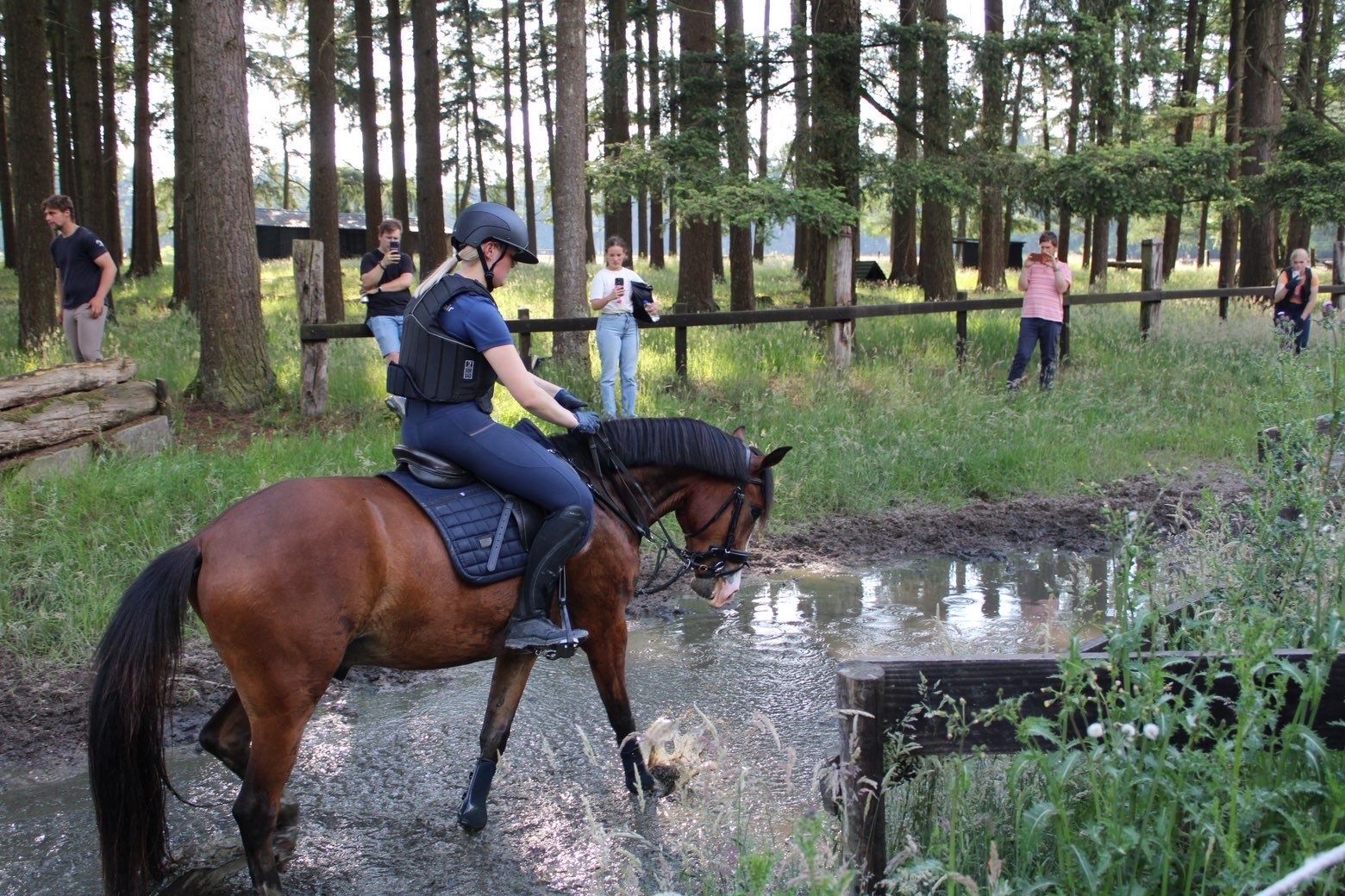 ander springpony ruin 3 jaar bruin te koop - Foto 6