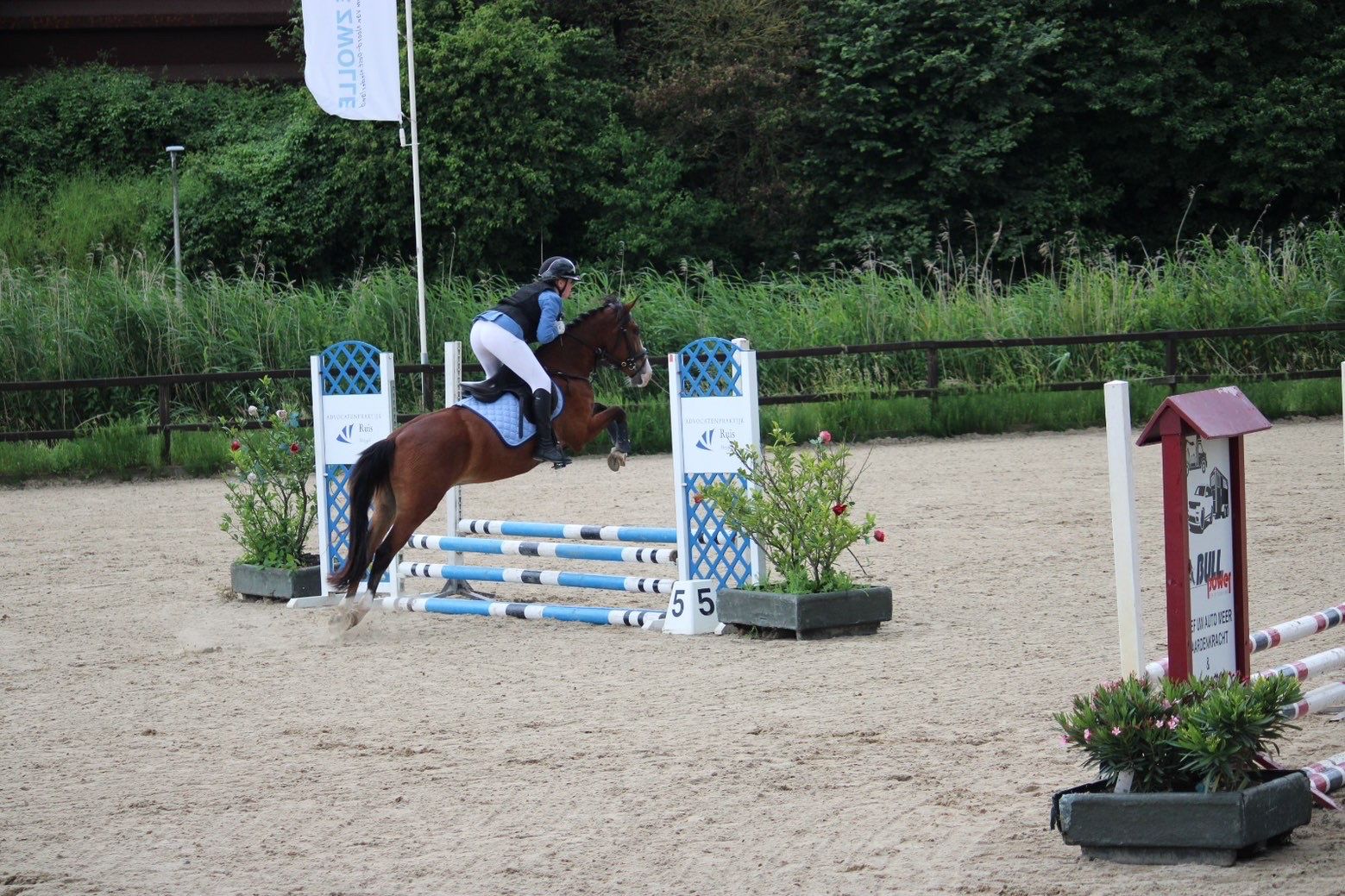 ander springpony ruin 3 jaar bruin te koop - Foto 3