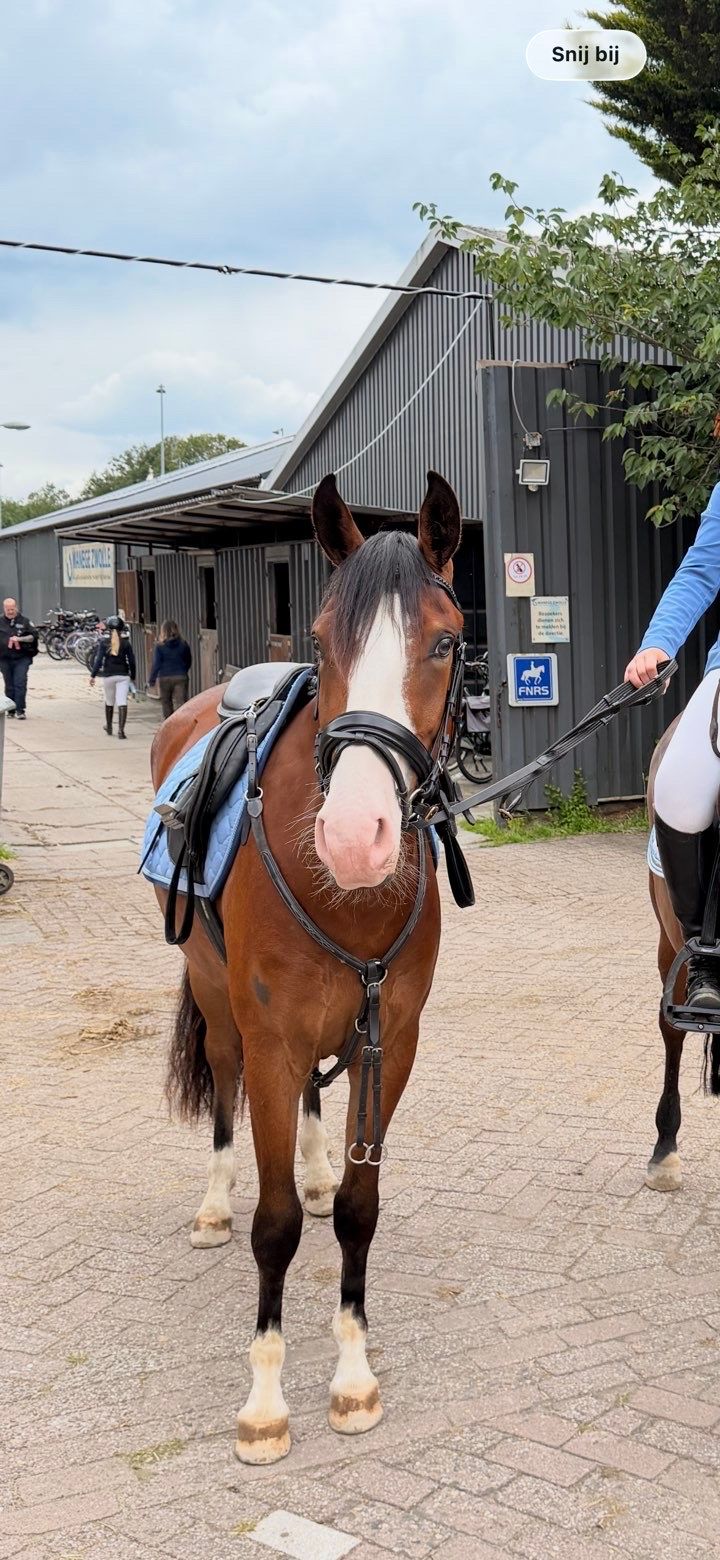 ander springpony ruin 3 jaar bruin te koop - Foto 2