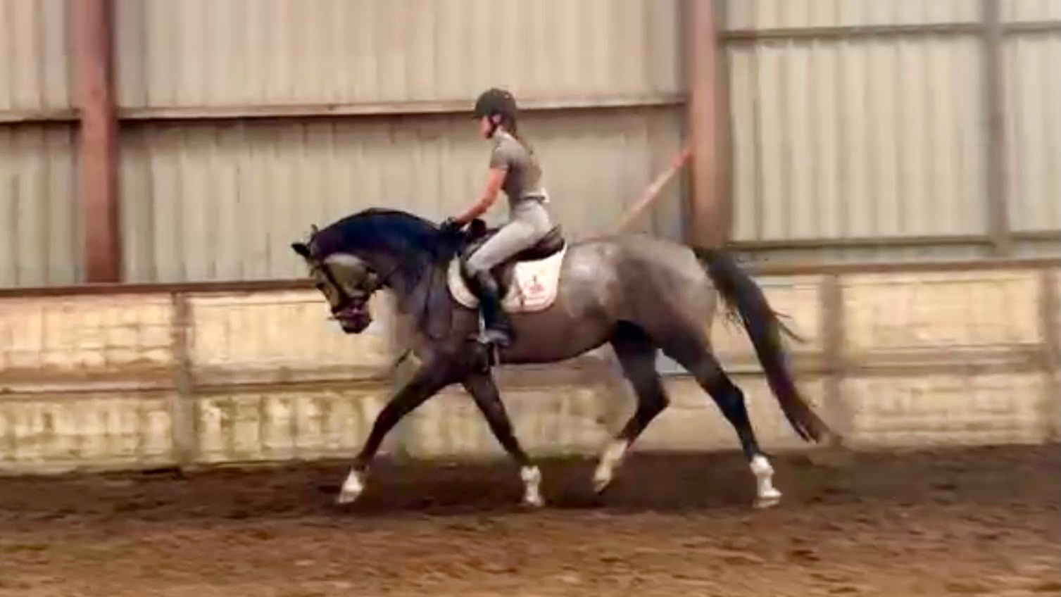 hanovarian springpaard merrie 4 jaar schimmel te koop - Foto 4