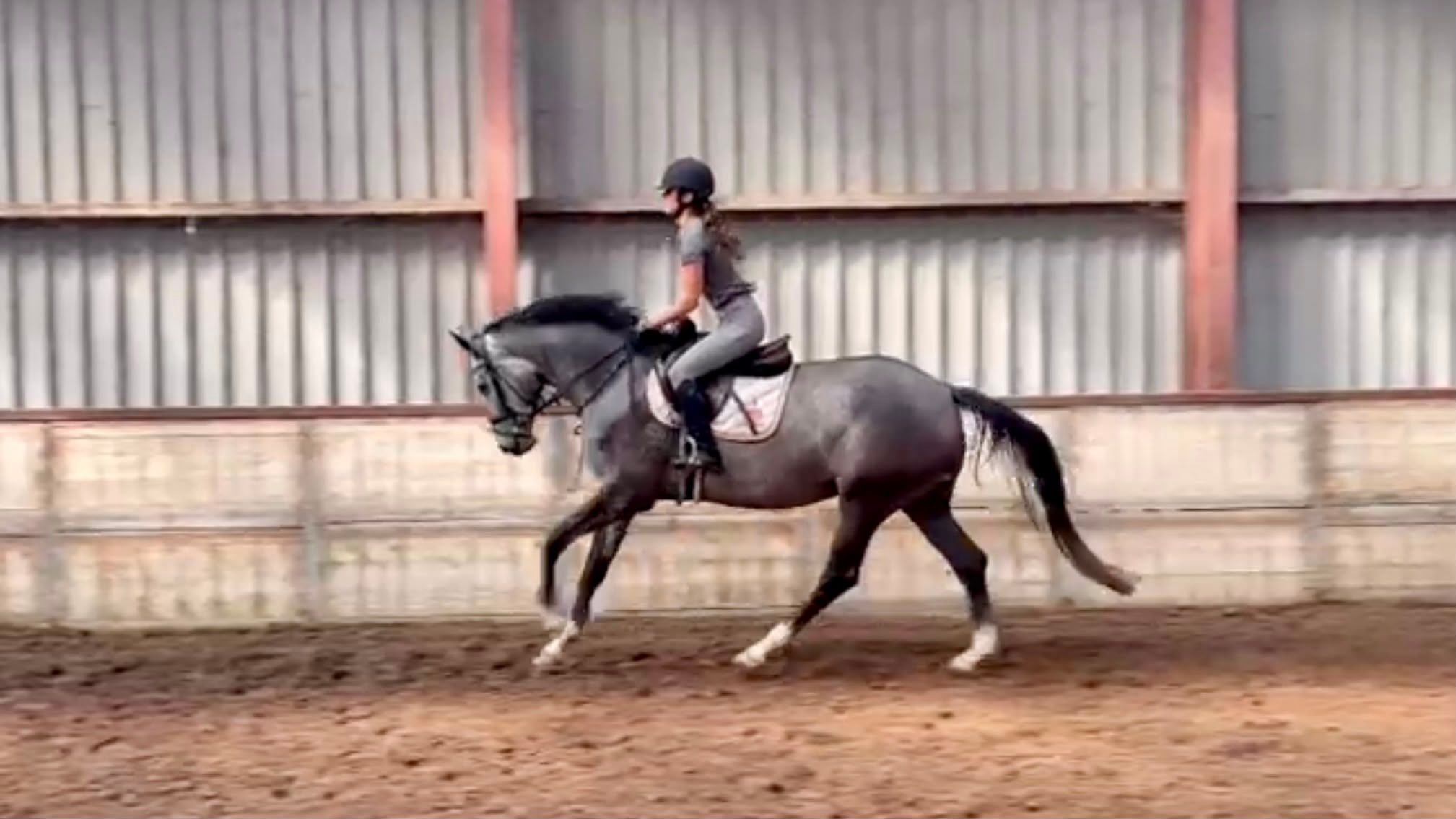 hanovarian springpaard merrie 4 jaar schimmel te koop - Foto 5