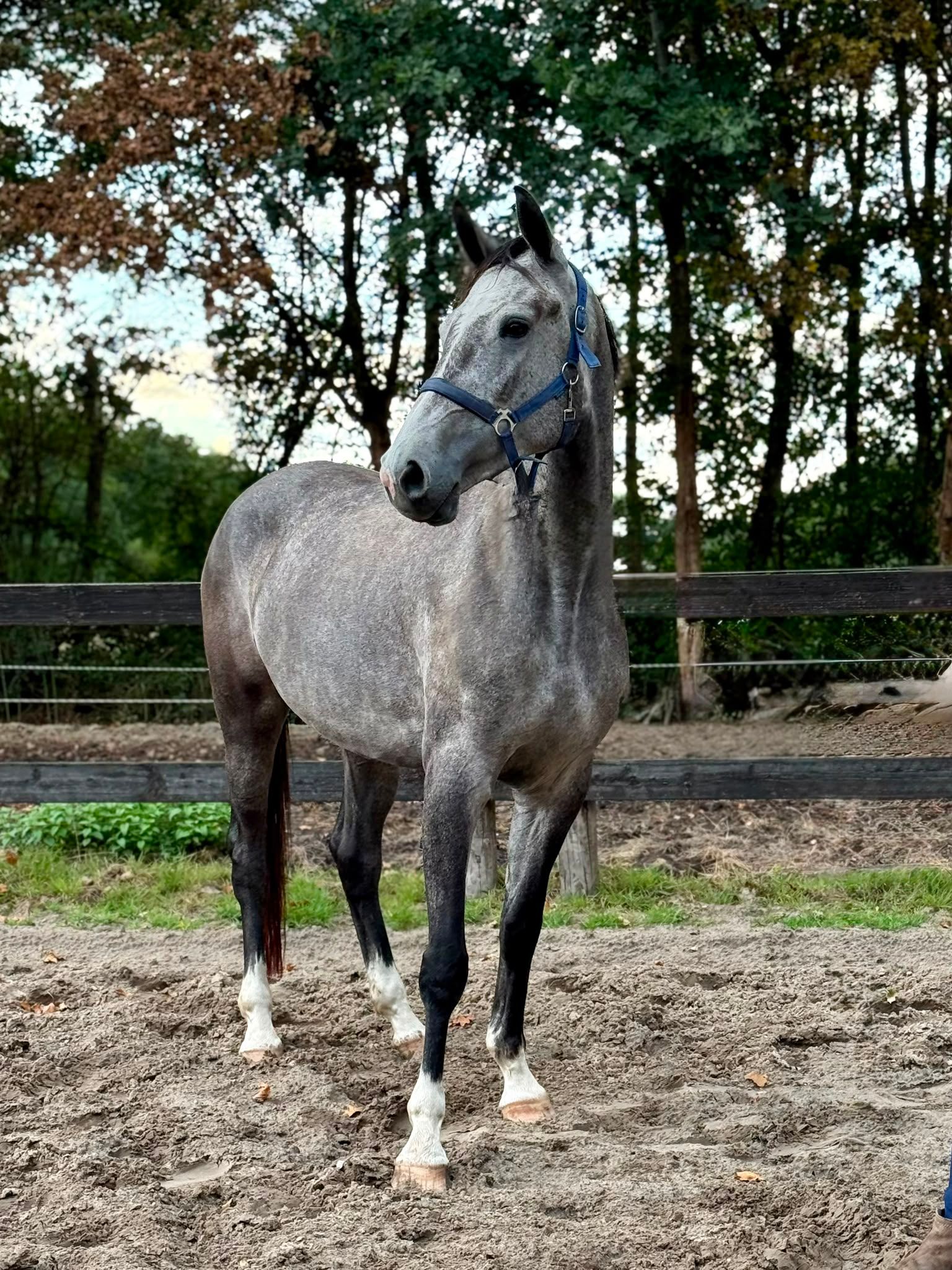 hanovarian springpaard merrie 4 jaar schimmel te koop - Foto 2