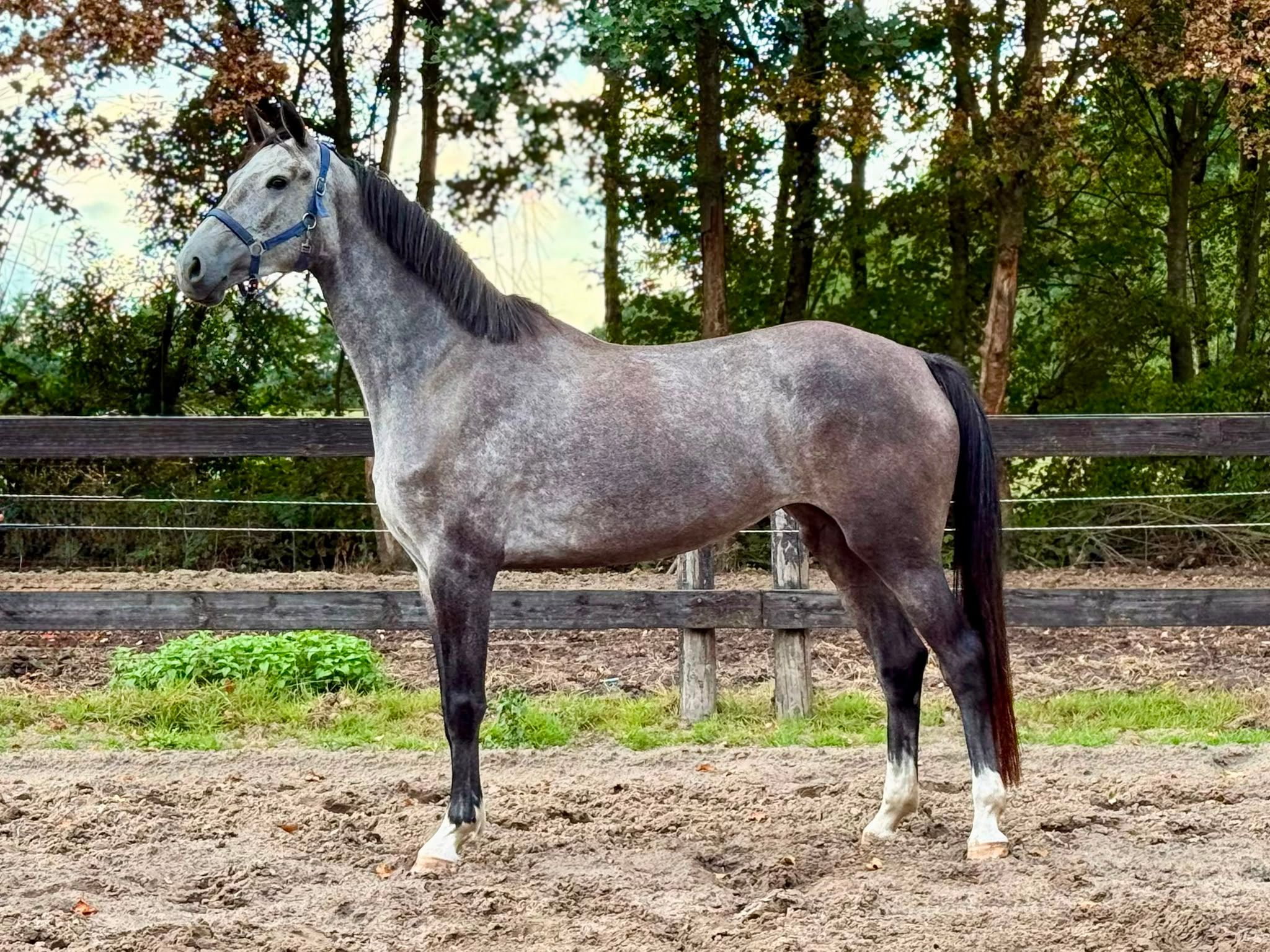 Super lieve jonge spring merrie te koop!