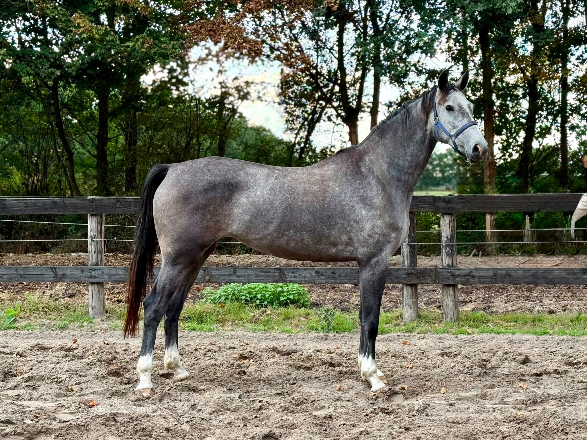 hanovarian springpaard merrie 4 jaar schimmel te koop - Foto 3