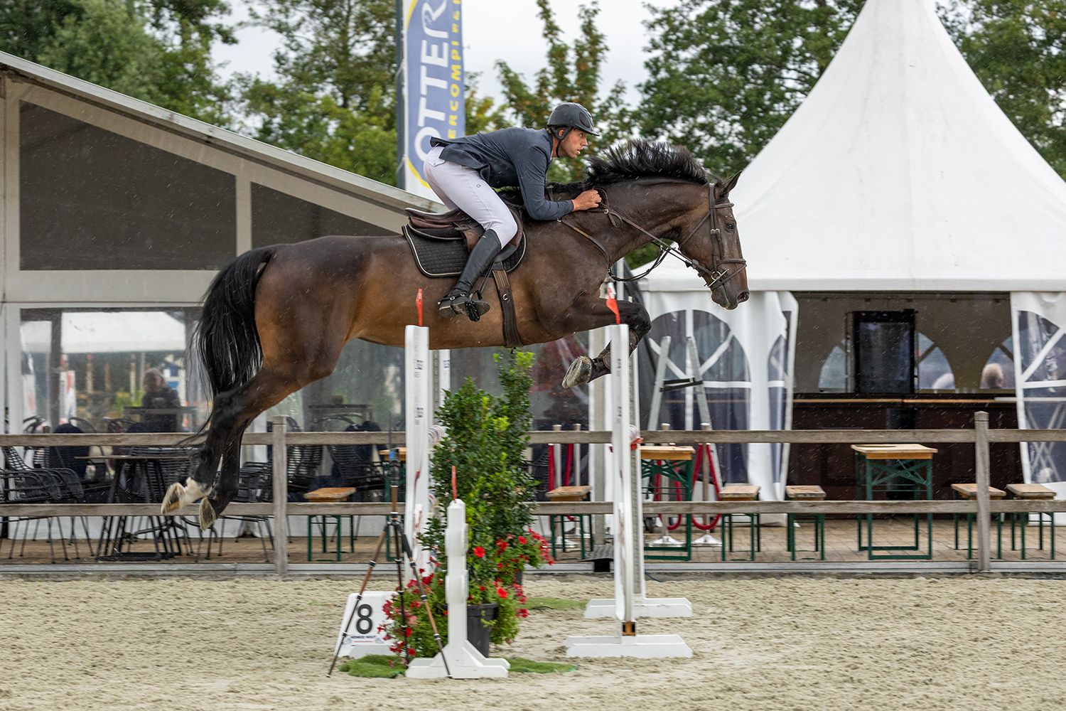 kwpn springpaard ruin 10 jaar donkerbruin te koop - Foto 2