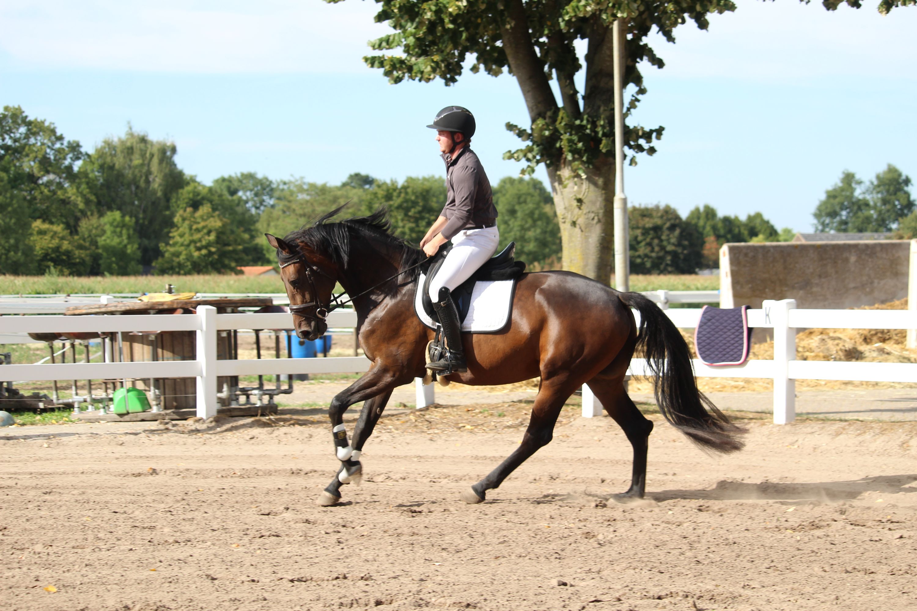 kwpn dressuurpaard merrie 4 jaar donkerbruin te koop - Foto 2