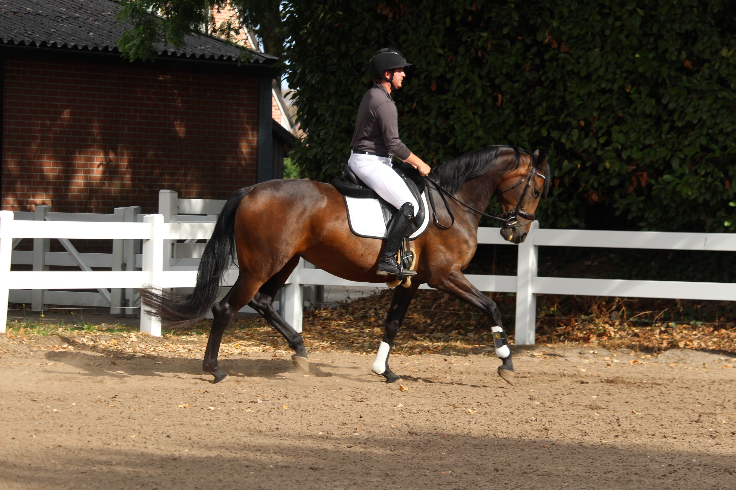 kwpn dressuurpaard merrie 4 jaar donkerbruin te koop - Foto 4