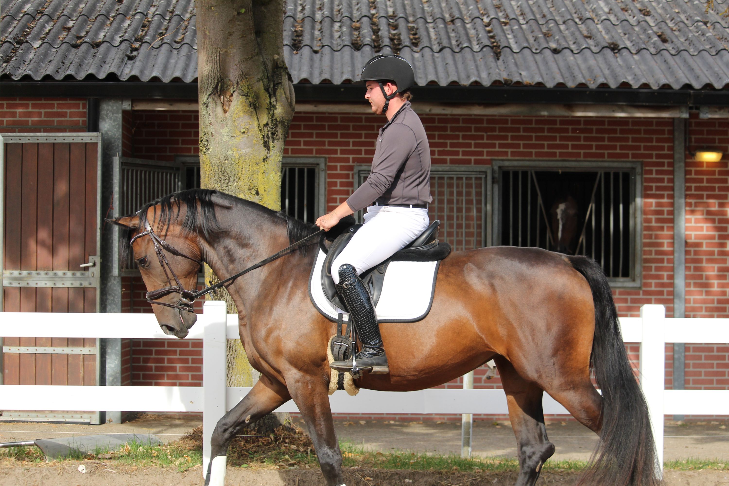 kwpn dressuurpaard merrie 4 jaar donkerbruin te koop - Foto 5