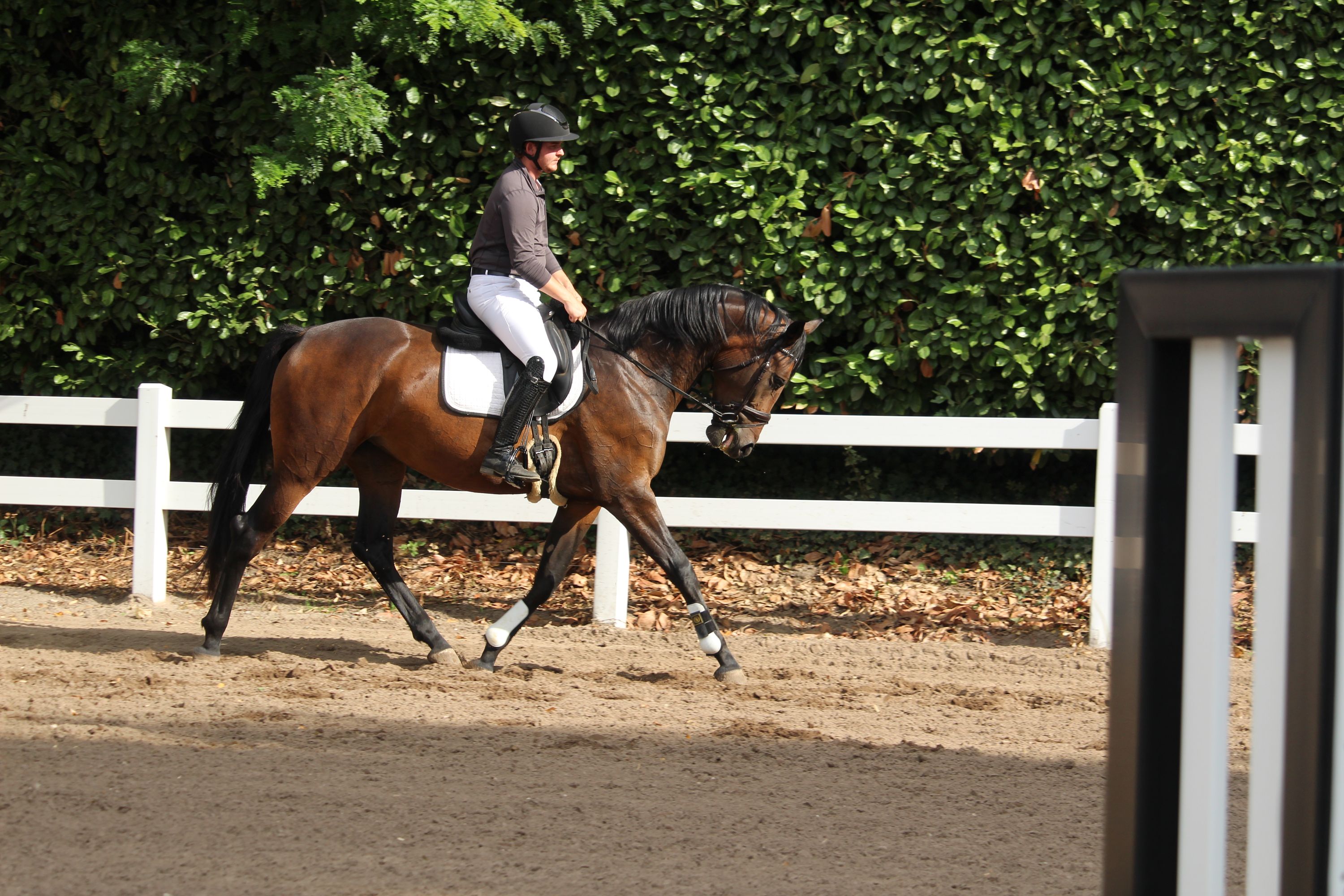kwpn dressuurpaard merrie 4 jaar donkerbruin te koop - Foto 3
