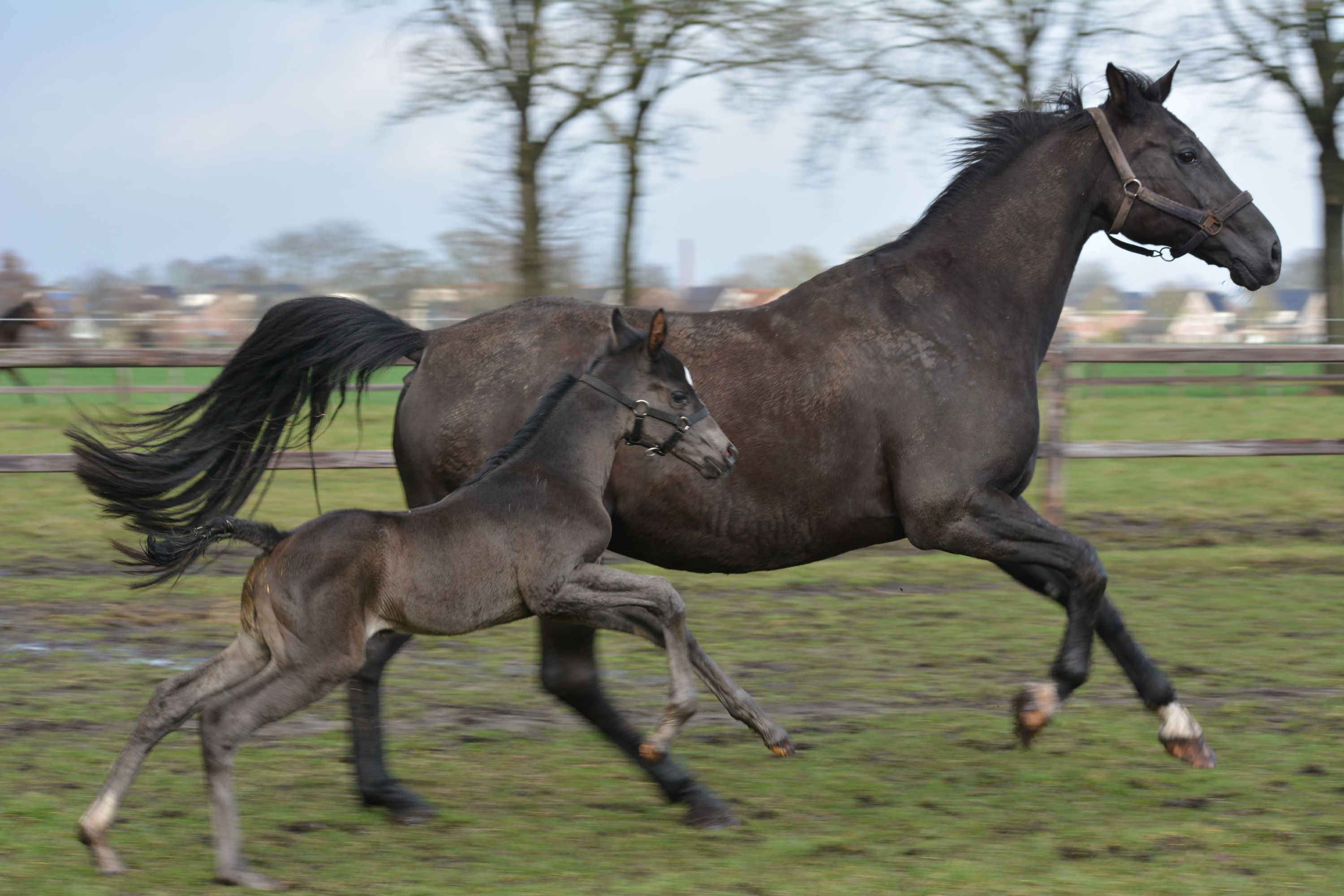 kwpn dressuurpaard merrie 0 år zwart till salu - Foto 2