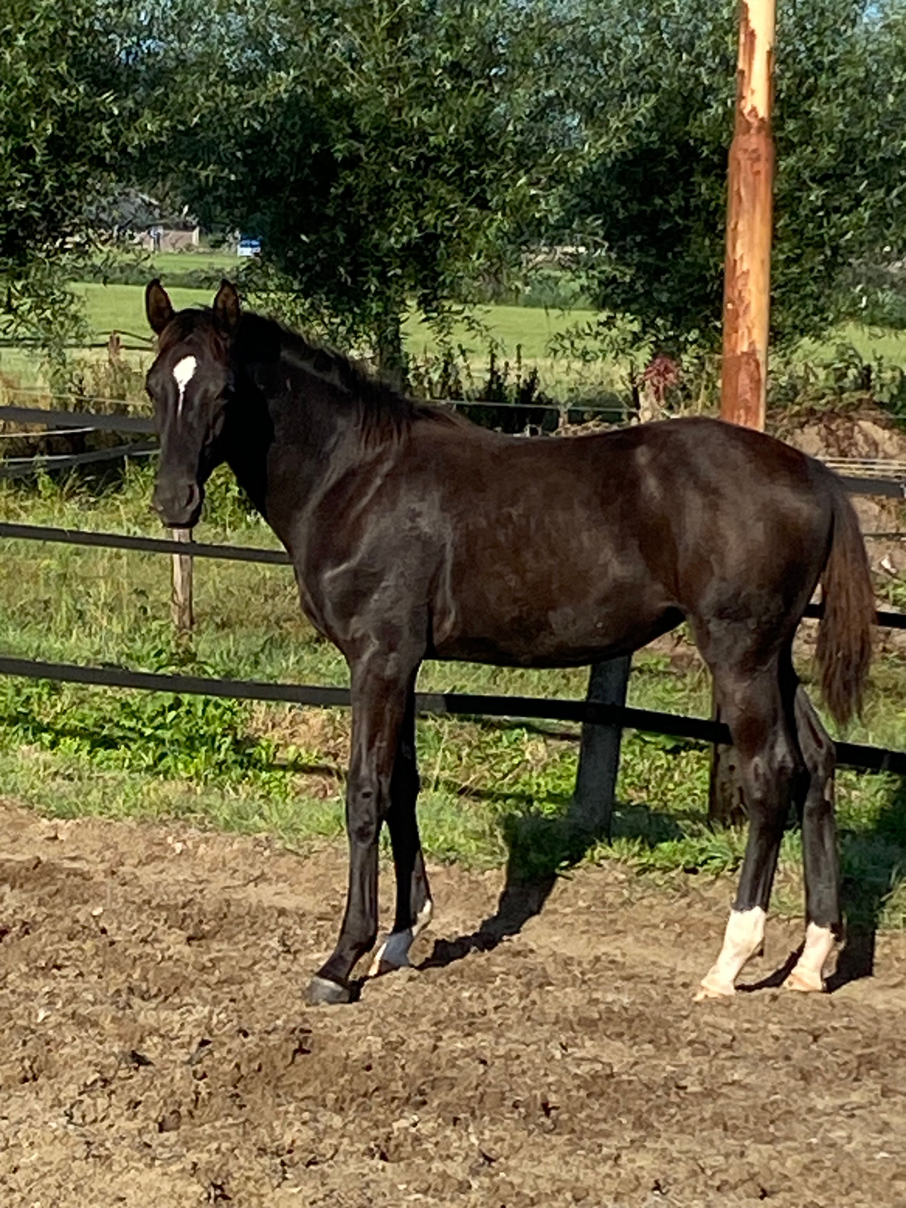 kwpn dressuurpaard merrie 0 år zwart till salu - Foto 3