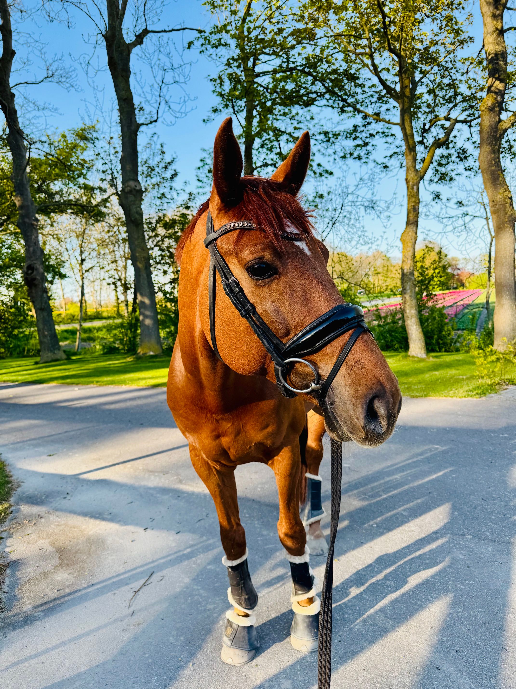 nrps dressuurpaard ruin 10 ans vos à vendre - Photo 3
