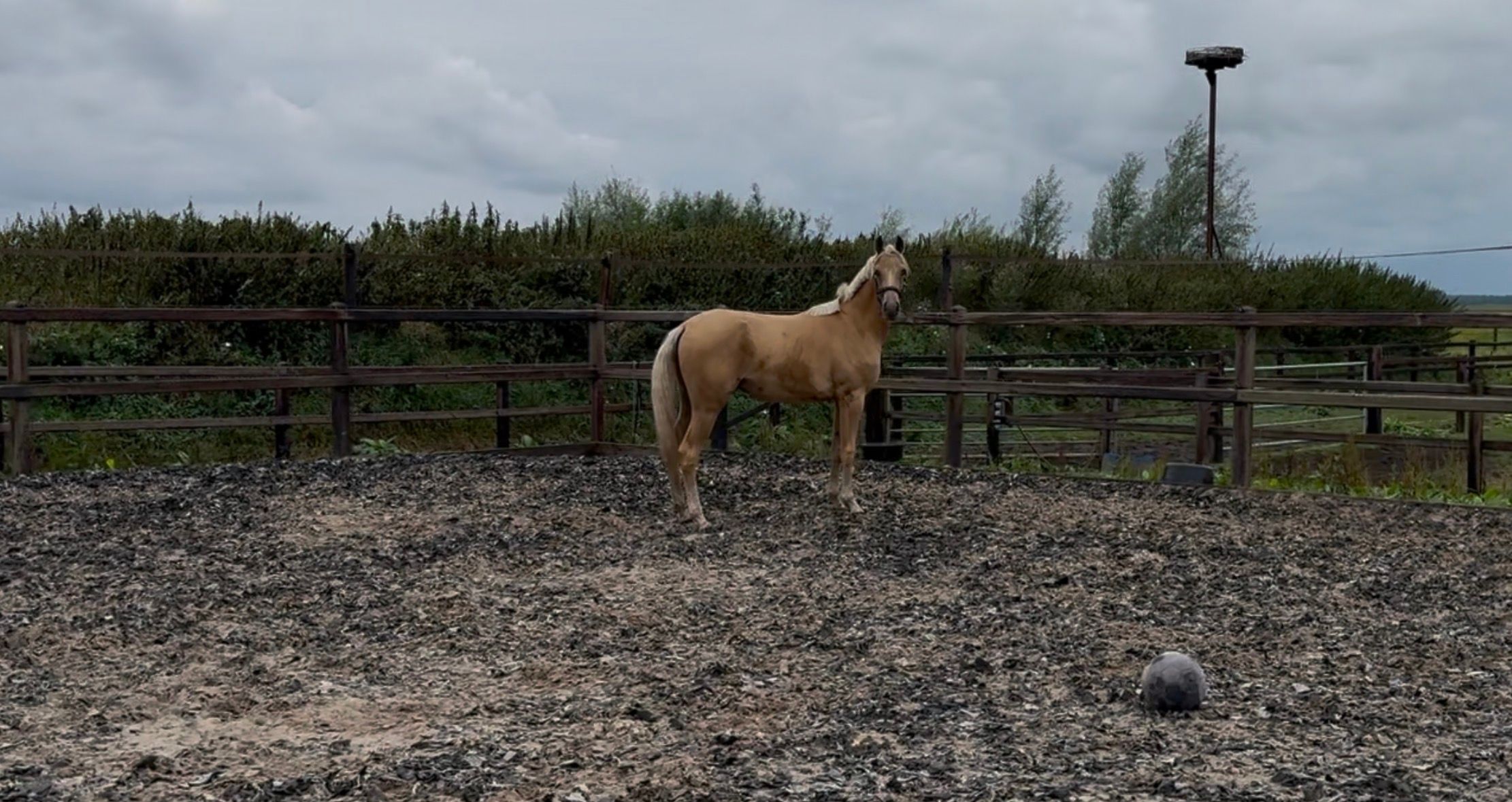 Sturdy Palomino mare