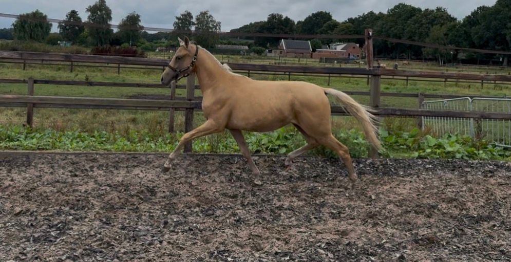 nrps allround-pony merrie 1 years old palomino for sale - Photo 2
