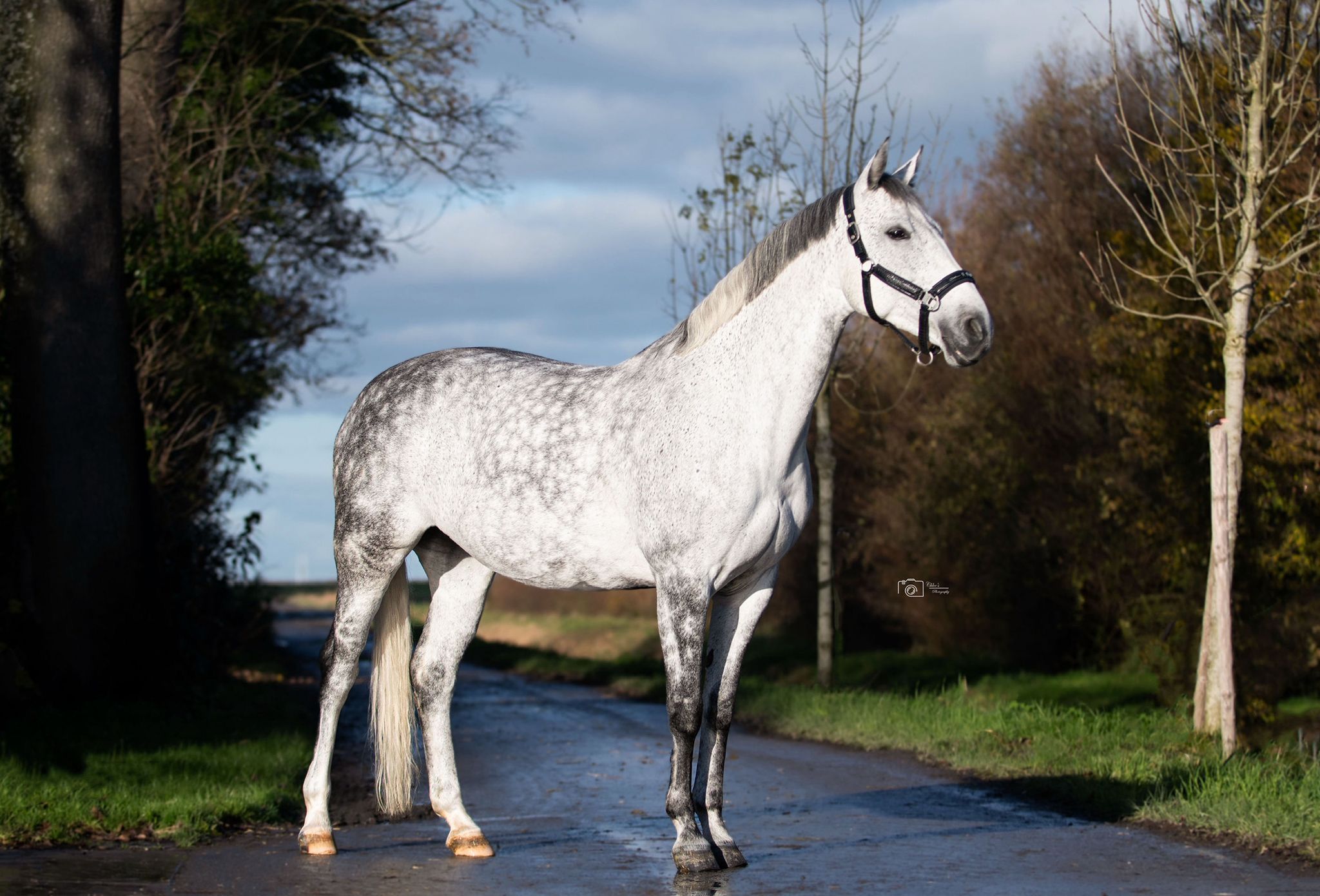 Goud eerlijke springmerrie met top karakter !