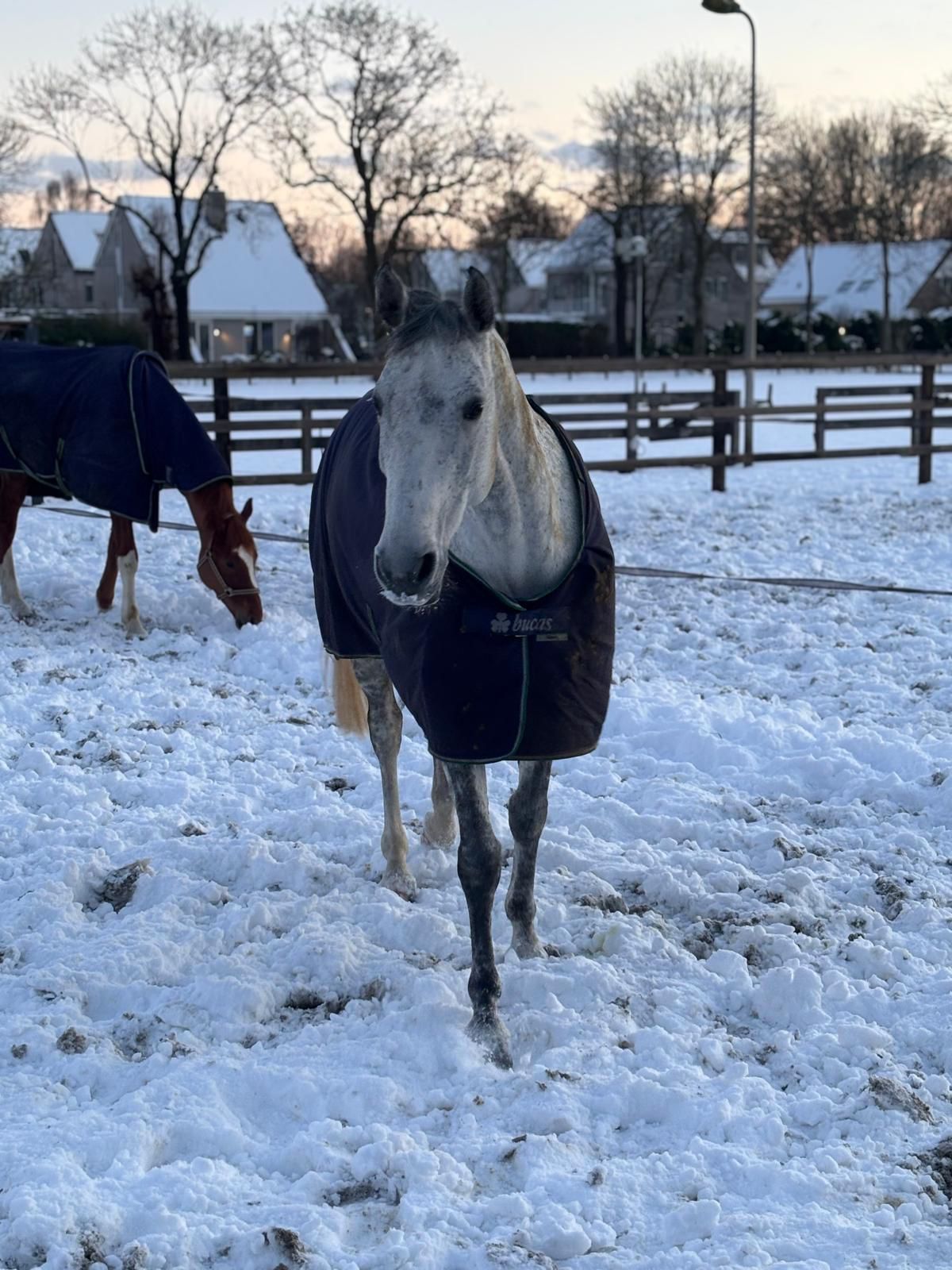 kwpn springpaard merrie 9 years old schimmel for sale - Photo 6