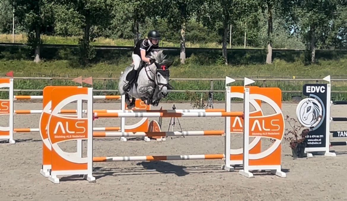 kwpn springpaard merrie 9 years old schimmel for sale - Photo 2