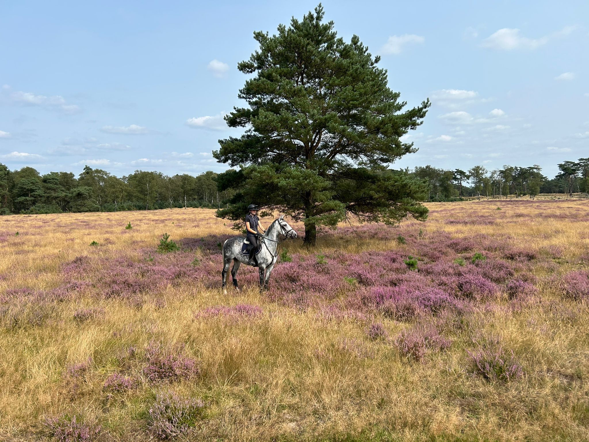 kwpn springpaard merrie 9 years old schimmel for sale - Photo 5